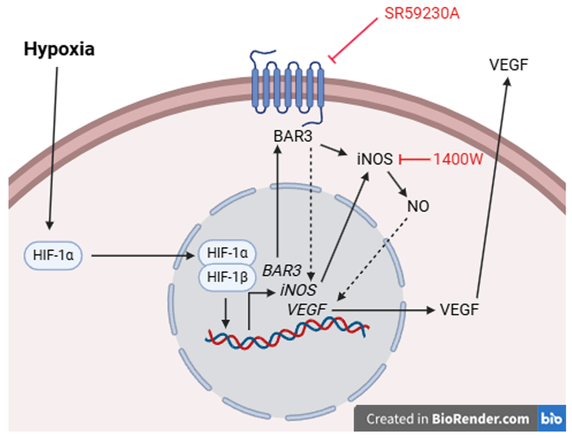 Ijms 26 04043 g010 Ijms 26 04043 g010