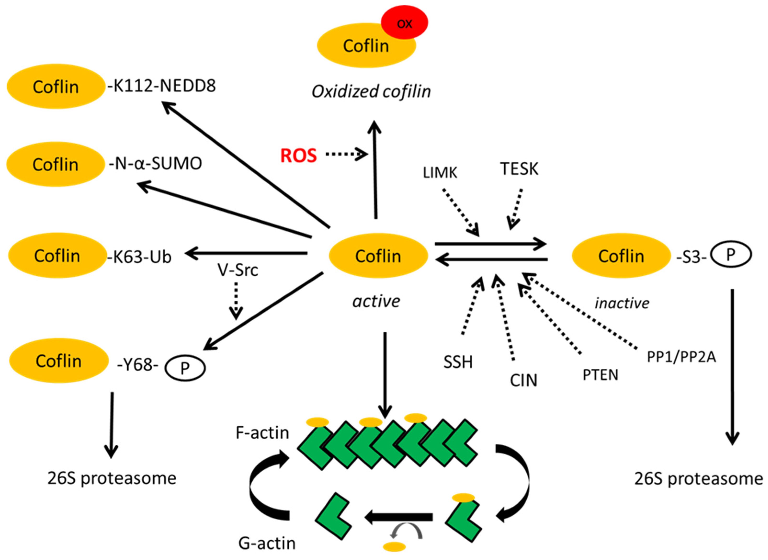 Ijms 26 04094 g002 Ijms 26 04094 g002