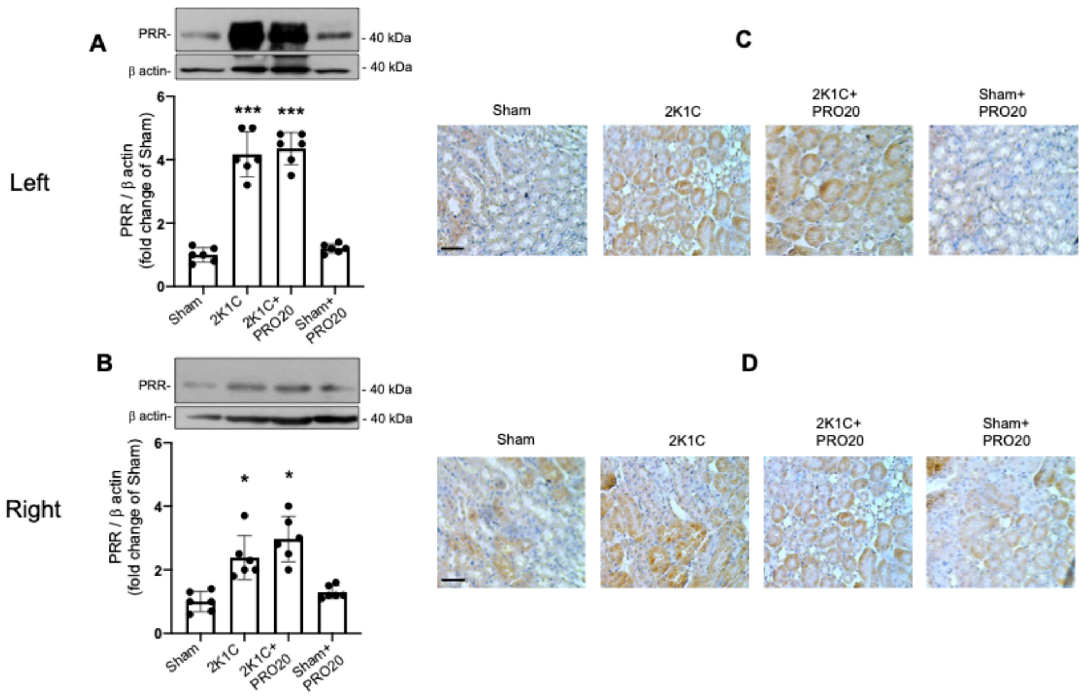 Ijms 26 04177 g004 Ijms 26 04177 g004
