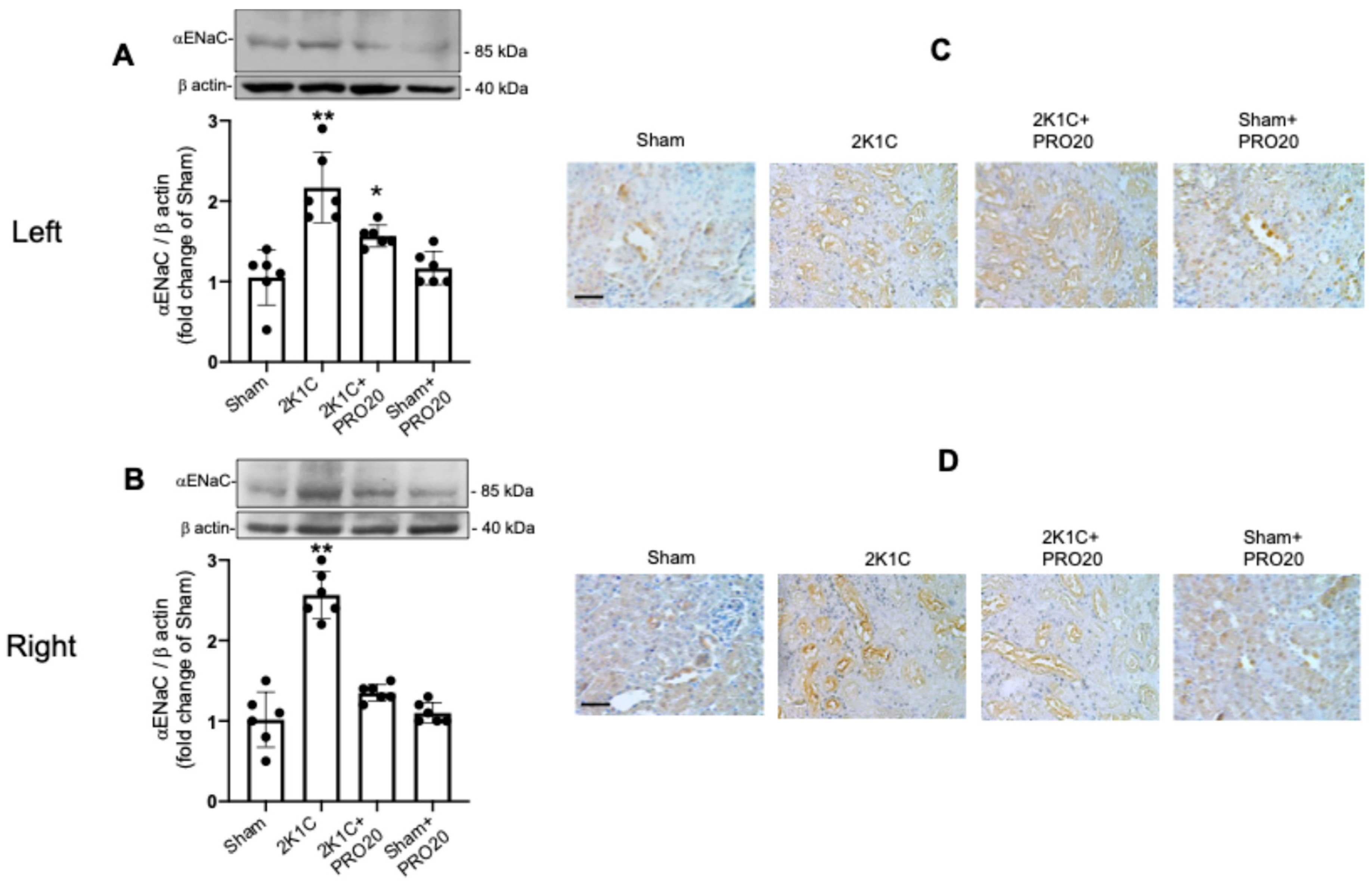 Ijms 26 04177 g005 Ijms 26 04177 g005