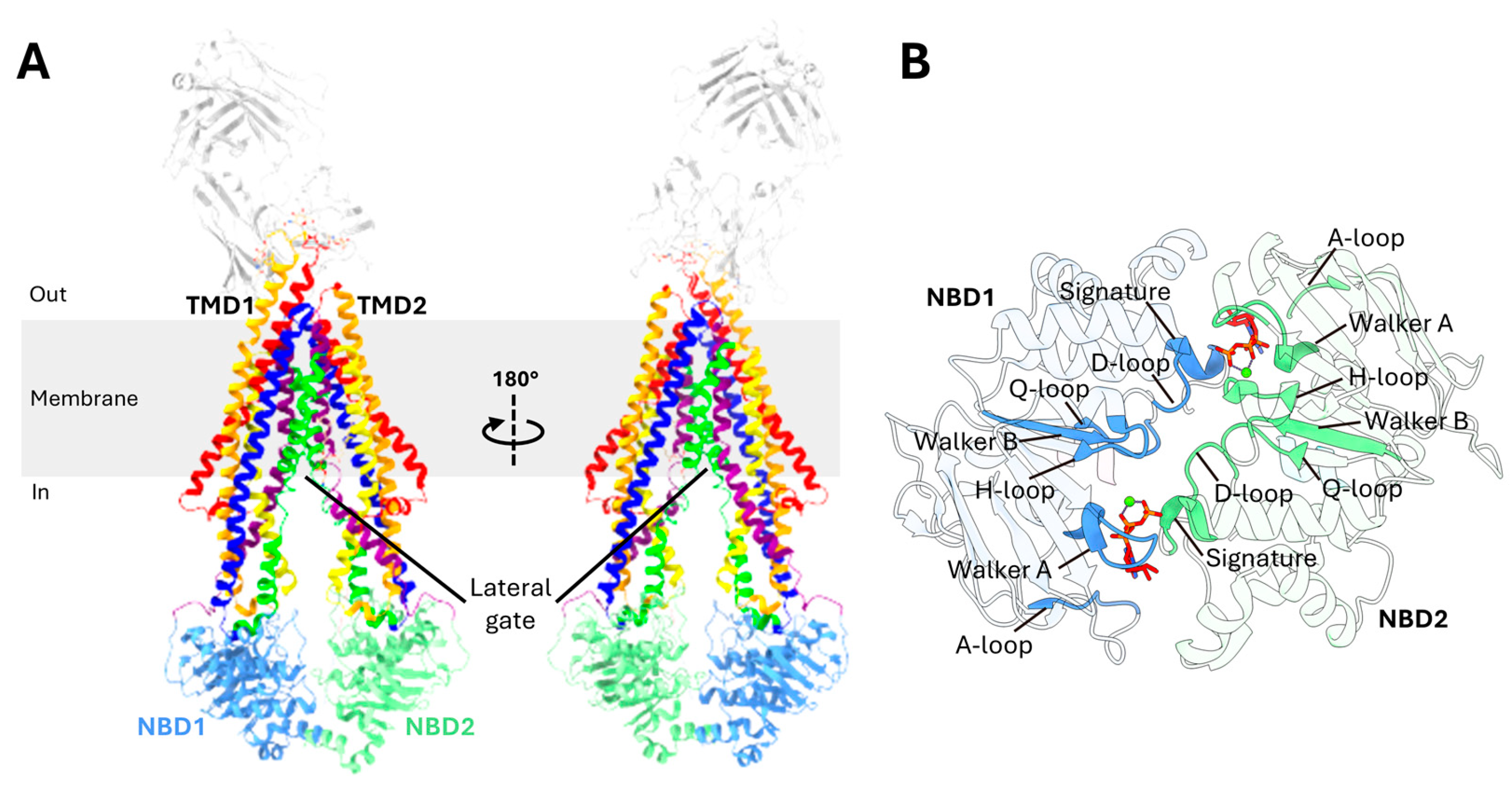 Mapping the Role of P-gp in Multidrug Resistance: Insights
