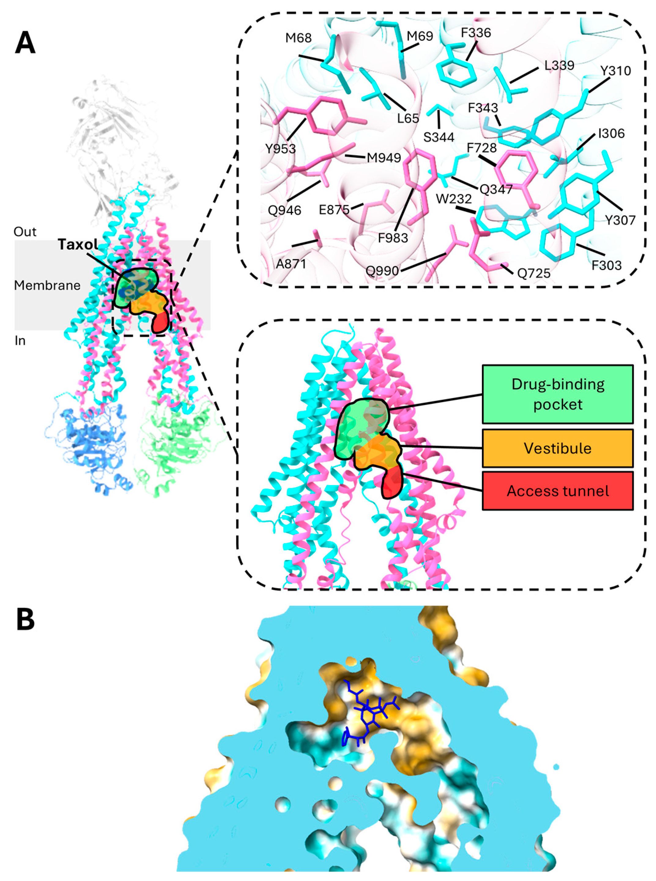 Ijms 26 04179 g002 Ijms 26 04179 g002