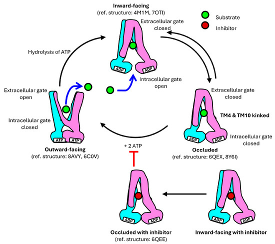 Mapping the Role of P-gp in Multidrug Resistance: Insights from