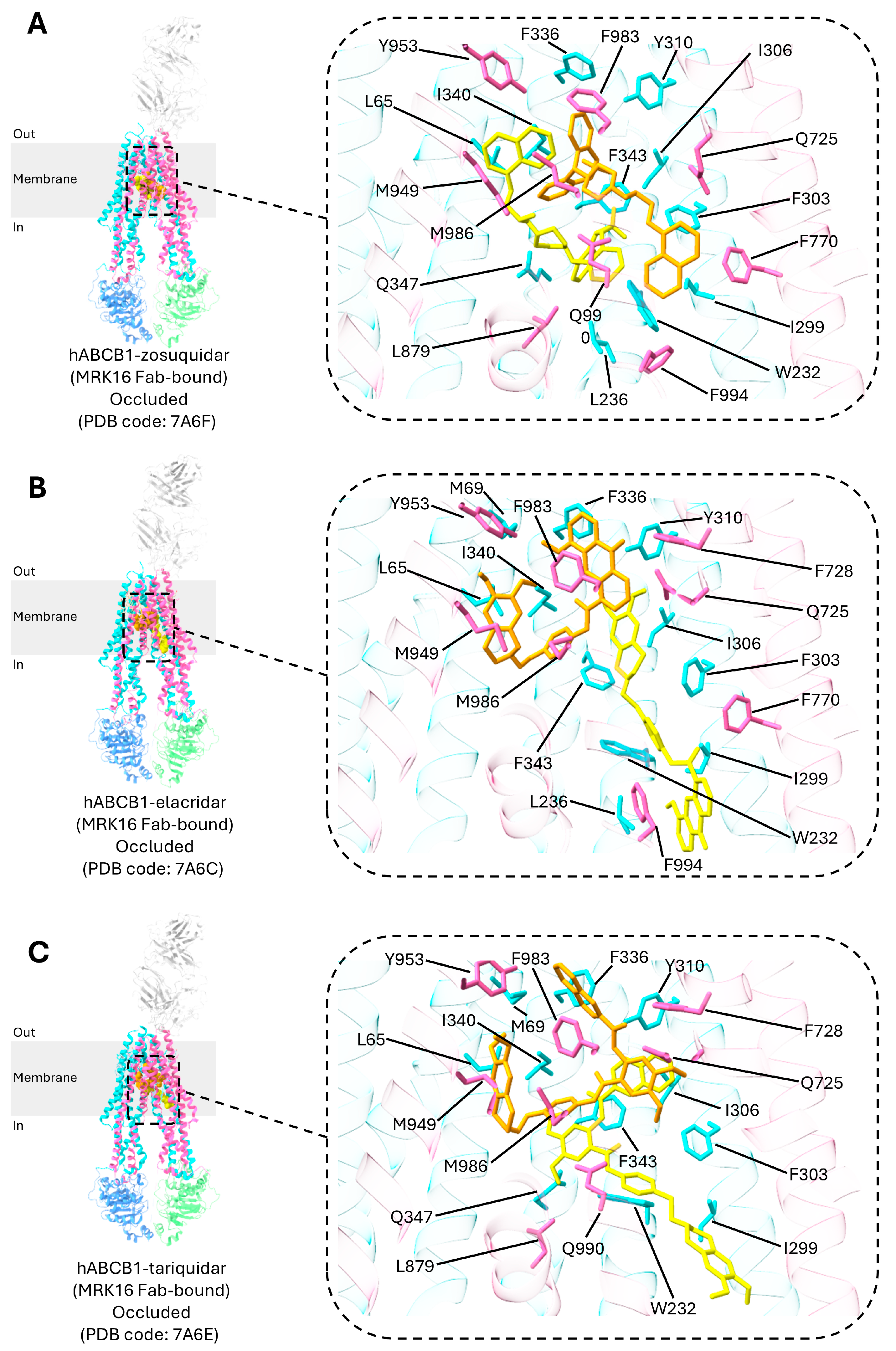 Ijms 26 04179 g006 Ijms 26 04179 g006