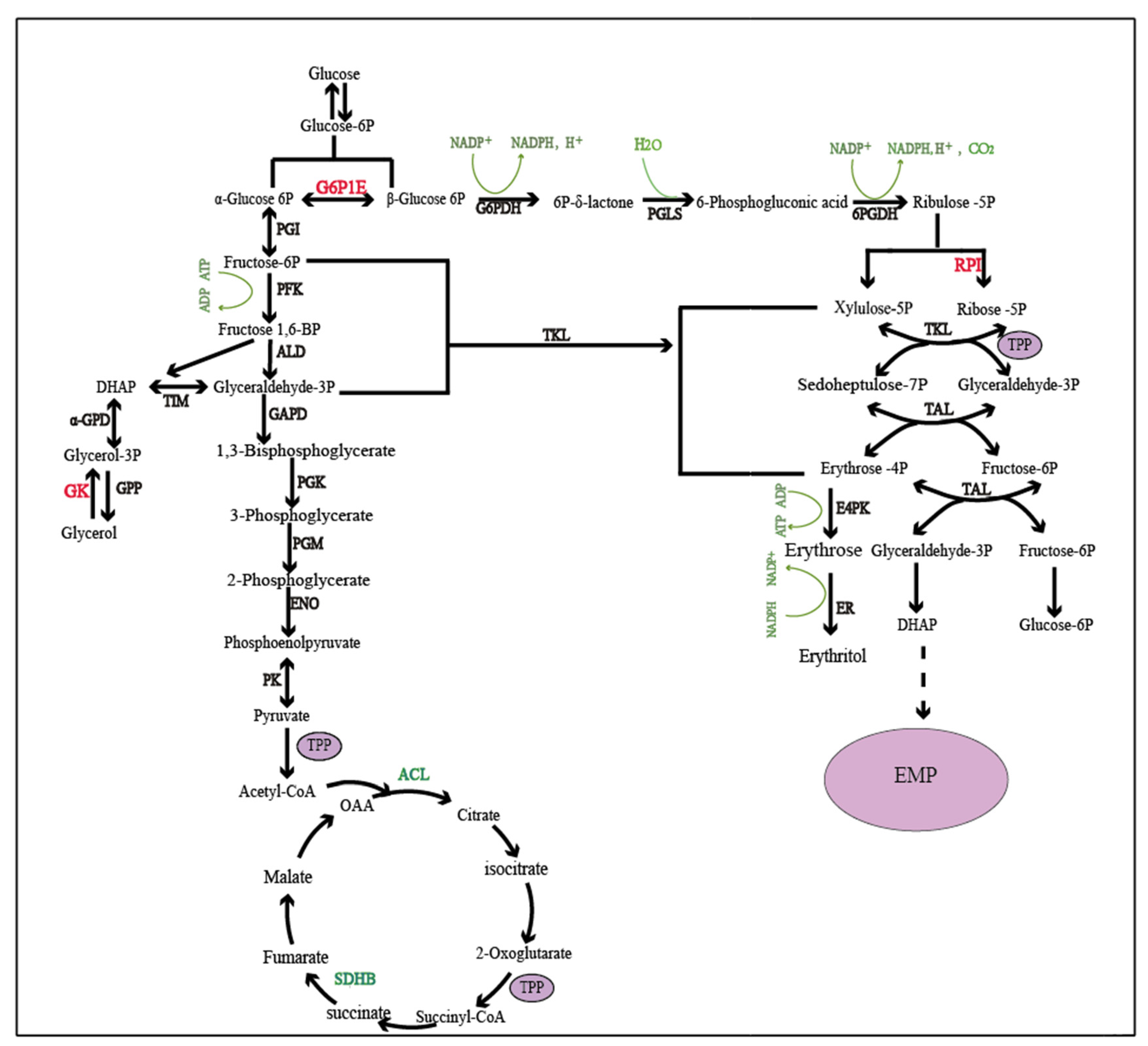 Ijms 26 04180 g003 Ijms 26 04180 g003