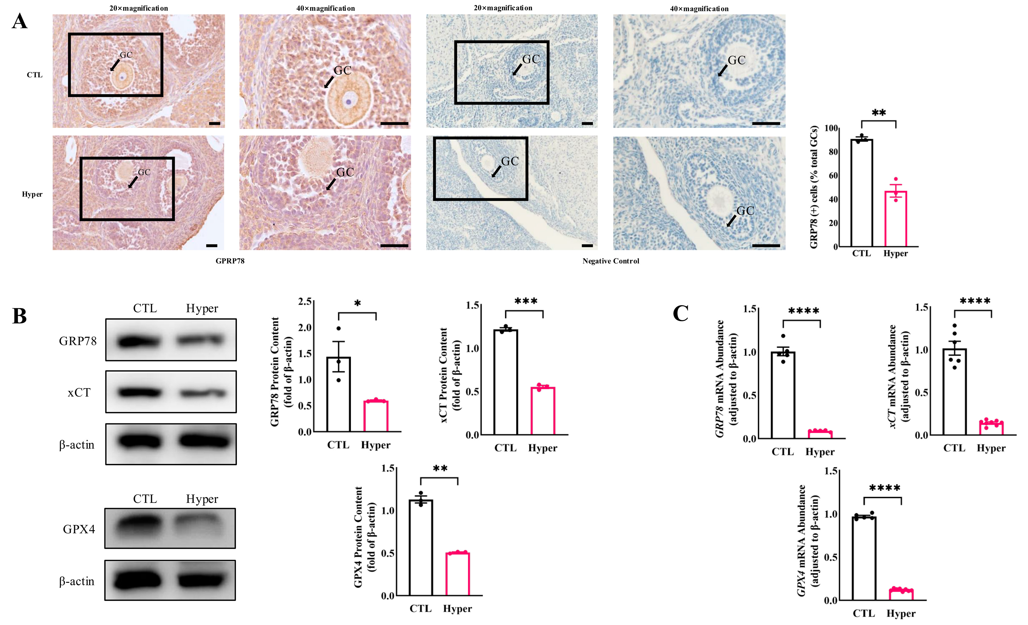 Ijms 26 04196 g001 Ijms 26 04196 g001