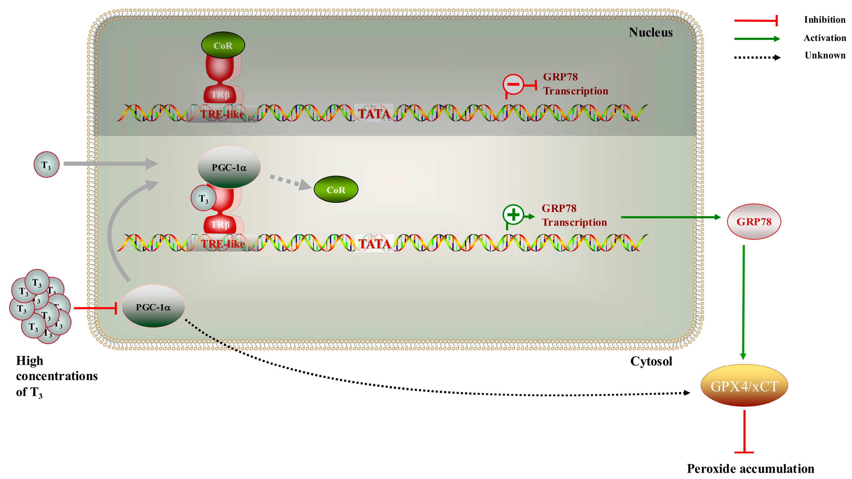 Ijms 26 04196 g006 Ijms 26 04196 g006