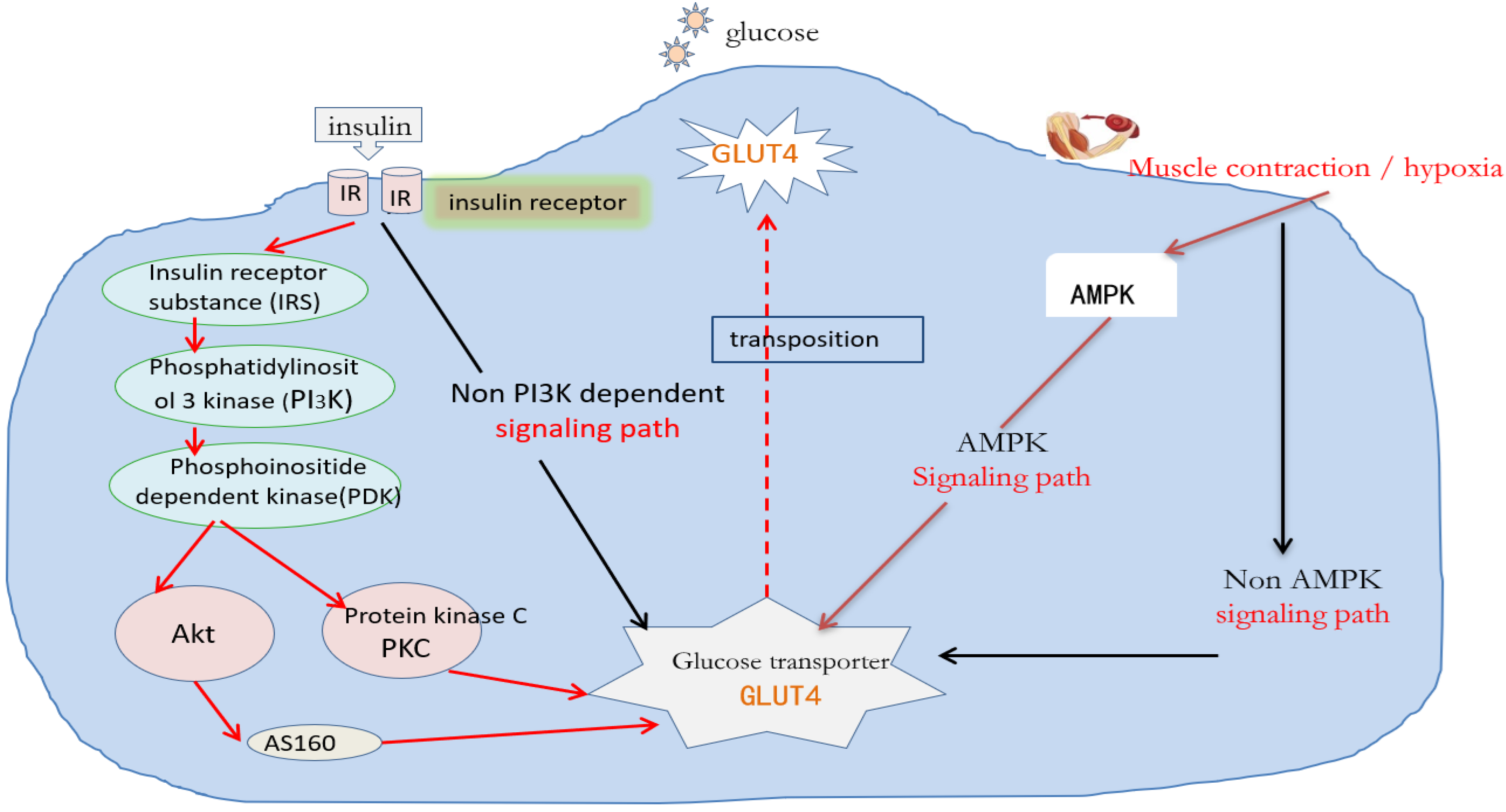 Ijms 26 04199 g001 Ijms 26 04199 g001