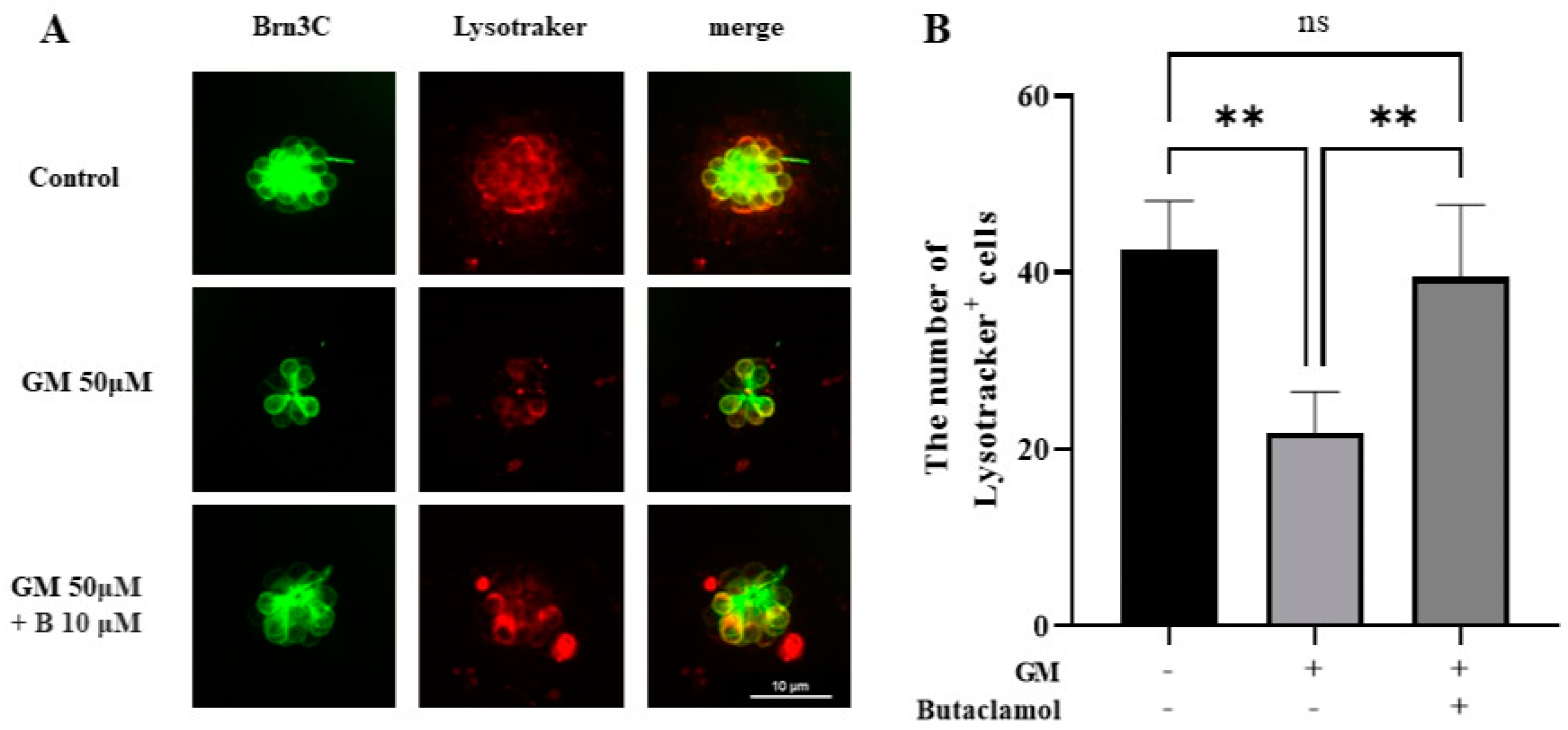 Ijms 26 04201 g006 Ijms 26 04201 g006