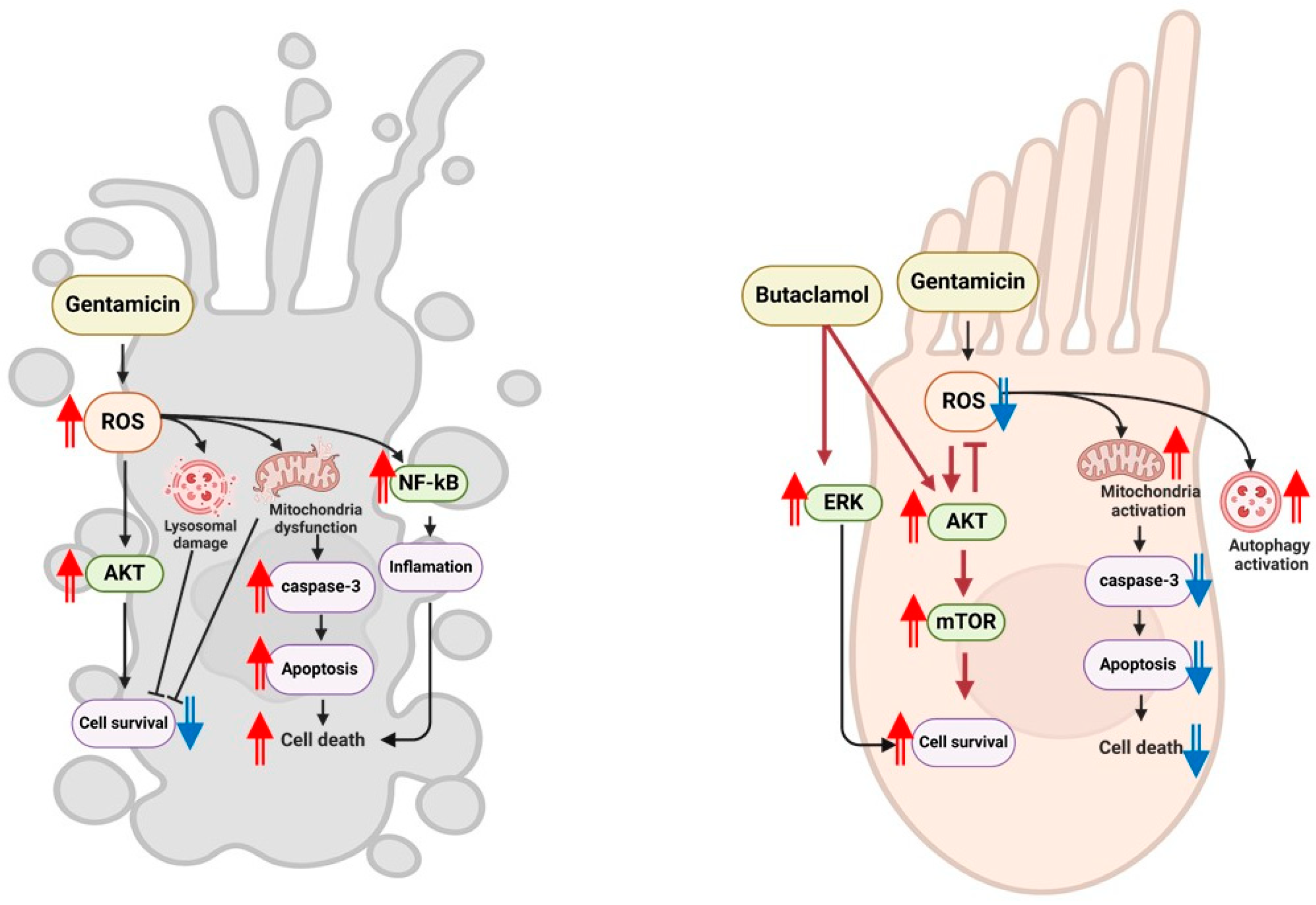 Ijms 26 04201 g008 Ijms 26 04201 g008