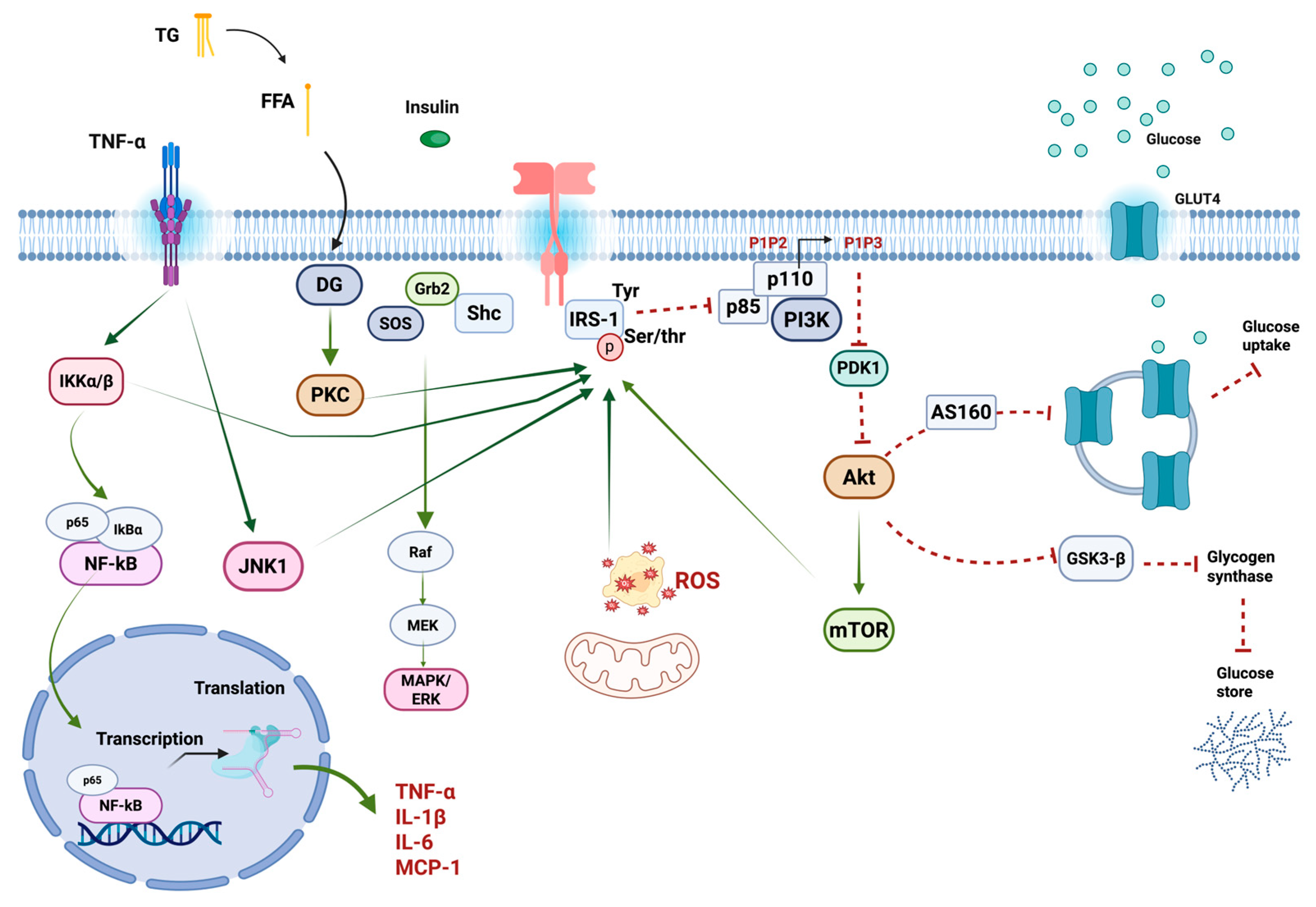Ijms 26 04209 g002 Ijms 26 04209 g002