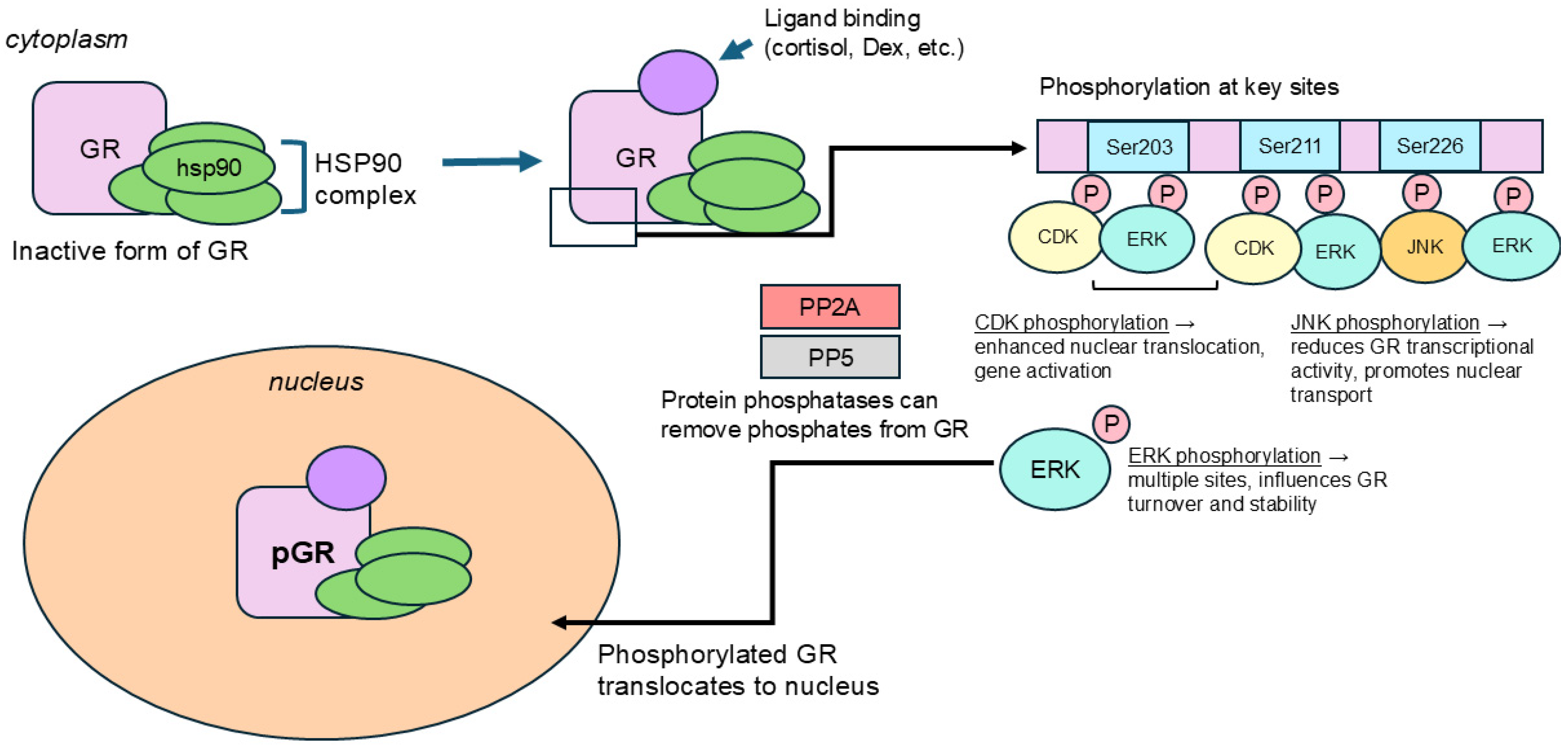 Ijms 26 04213 g002 Ijms 26 04213 g002