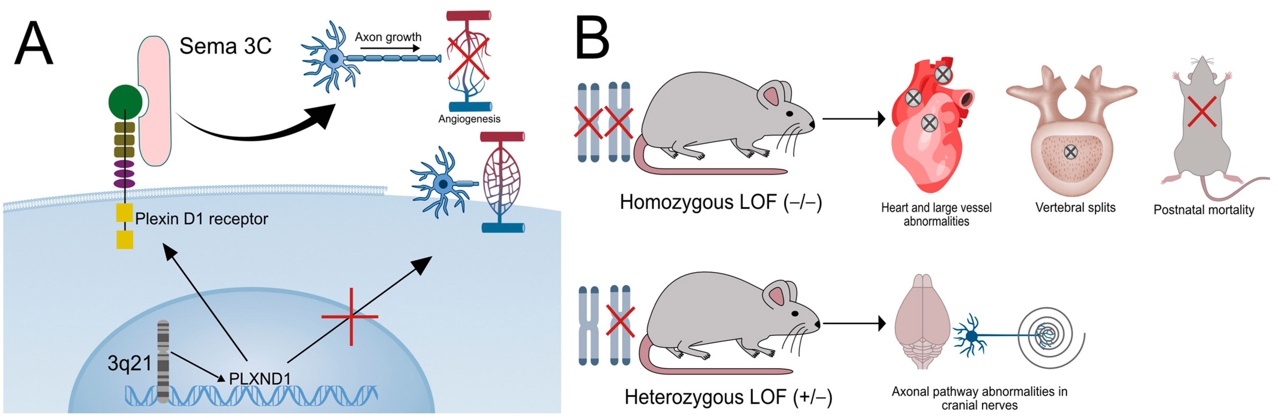 Ijms 26 04217 g001 Ijms 26 04217 g001