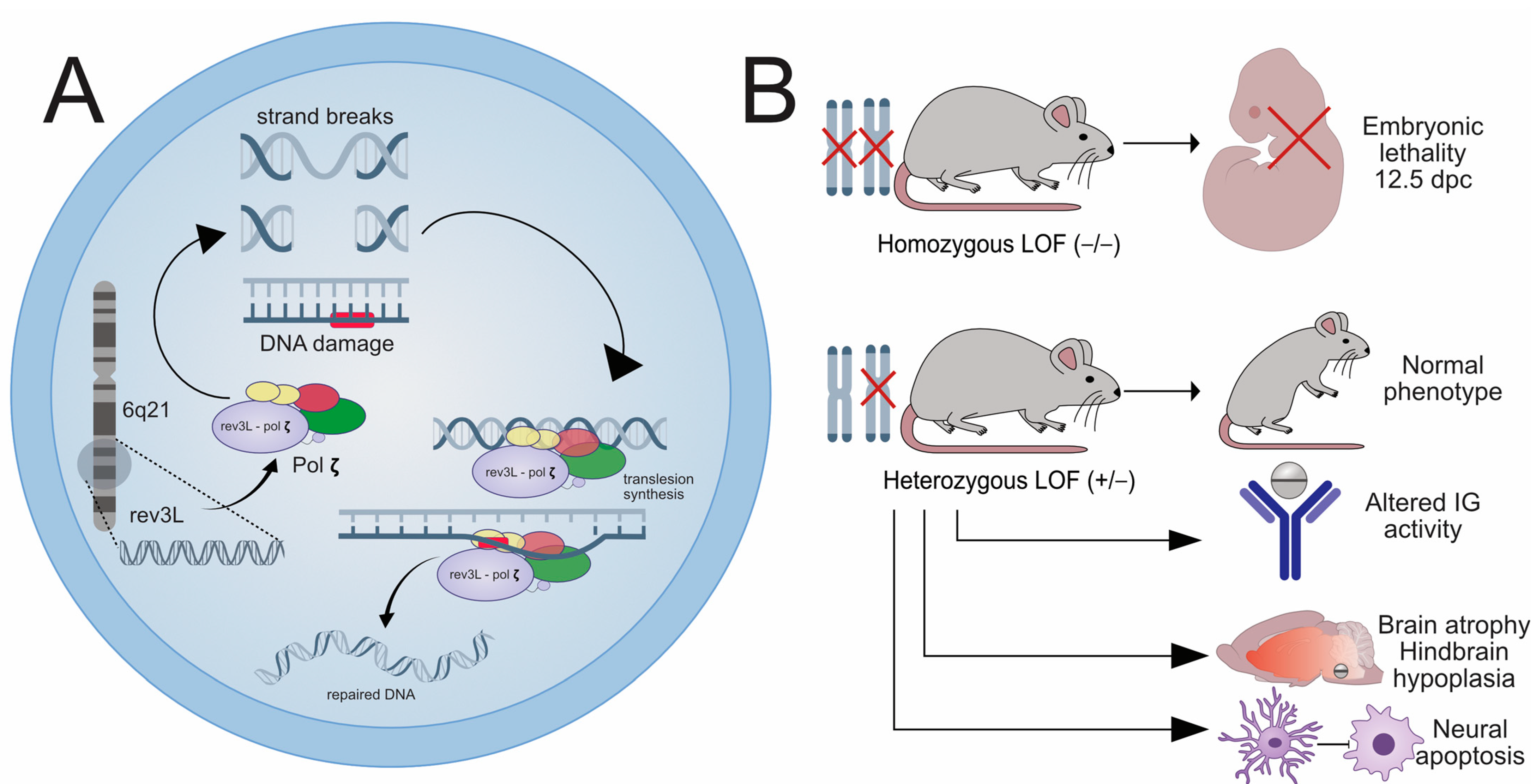 Ijms 26 04217 g002 Ijms 26 04217 g002