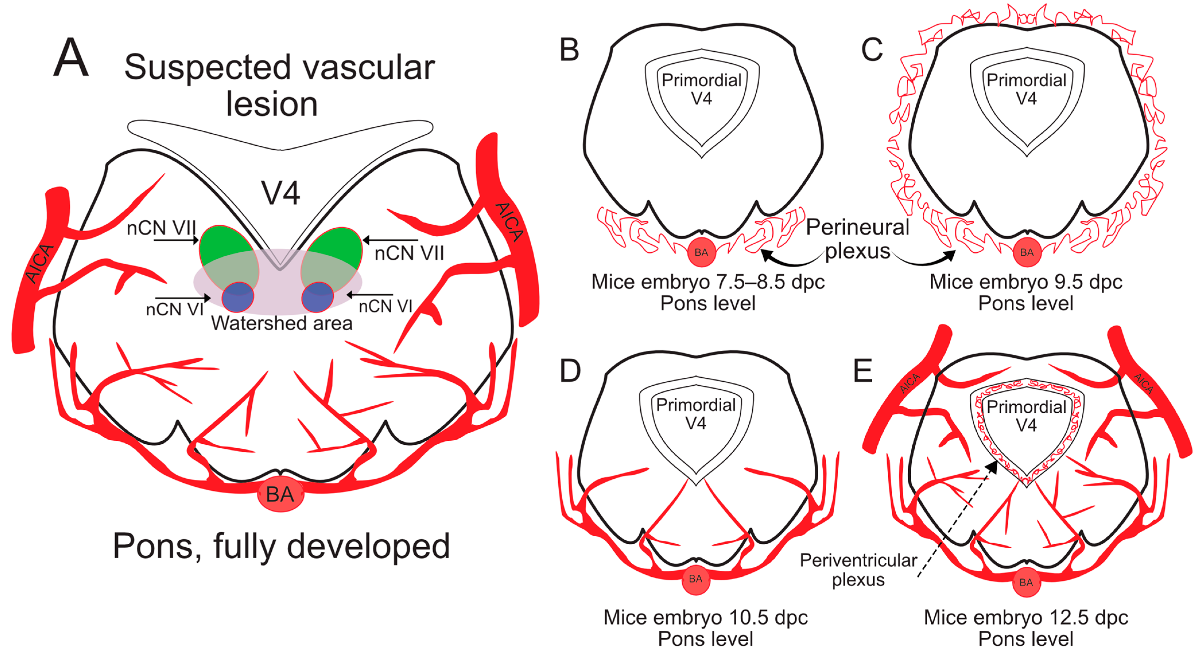 Ijms 26 04217 g004 Ijms 26 04217 g004