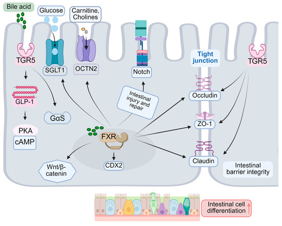 その他 mi Crosstalk Between Bile Acids and Intestinal Epithelium