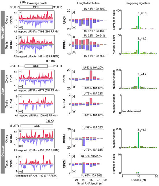 Paramutation-Like Behavior of Genic piRNA-Producing Loci in