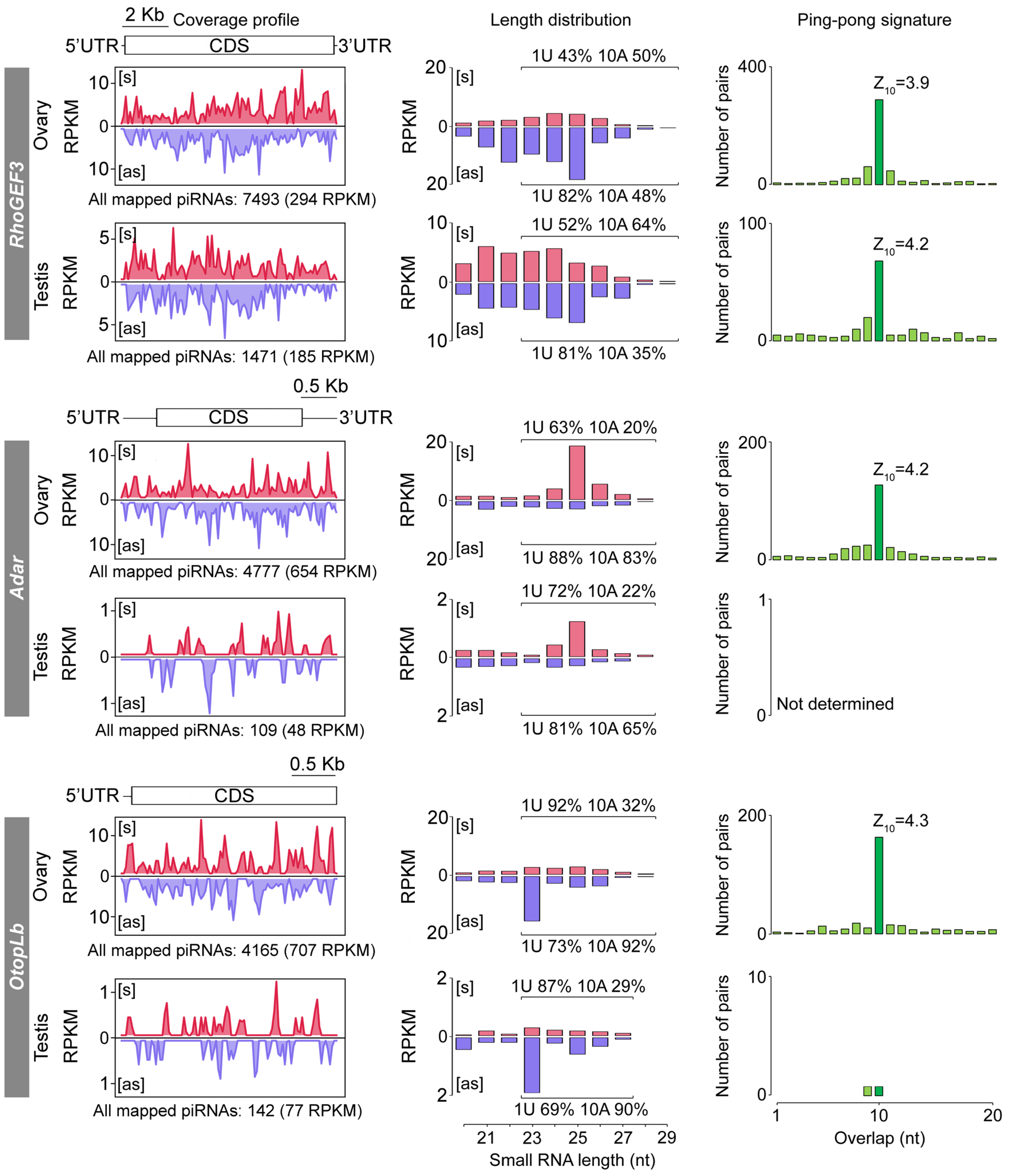 Paramutation-Like Behavior of Genic piRNA-Producing Loci in