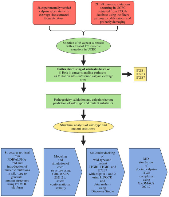 Repercussions of the Calpain Cleavage-Related Missense Repercussions of the Calpain Cleavage-Related Missense