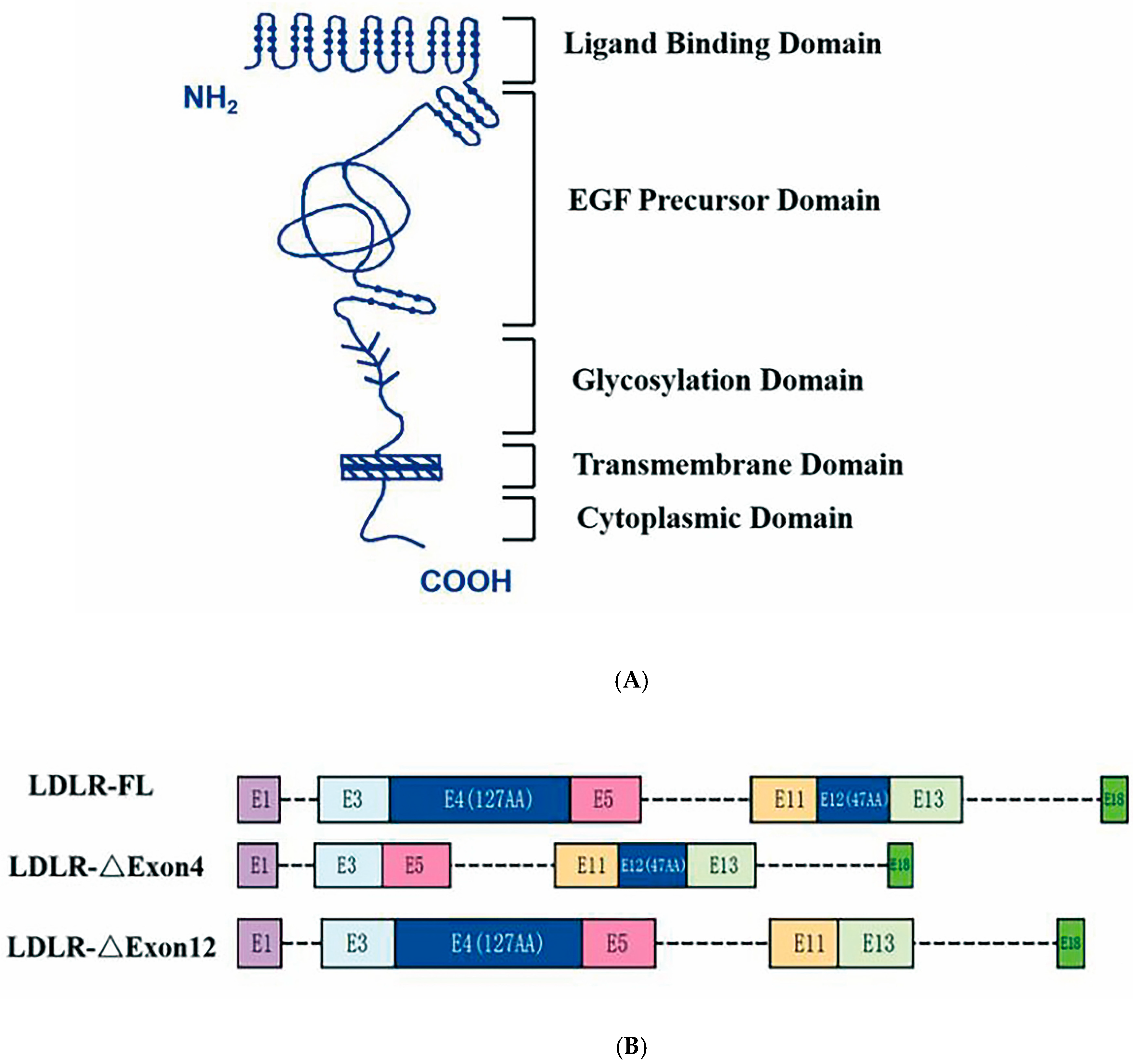 Ijms 26 04262 g001 Ijms 26 04262 g001
