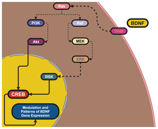 健康・医学 Synaptic Plasticity: New Research Synaptic Plasticity: Multiple Forms, Functions, and
