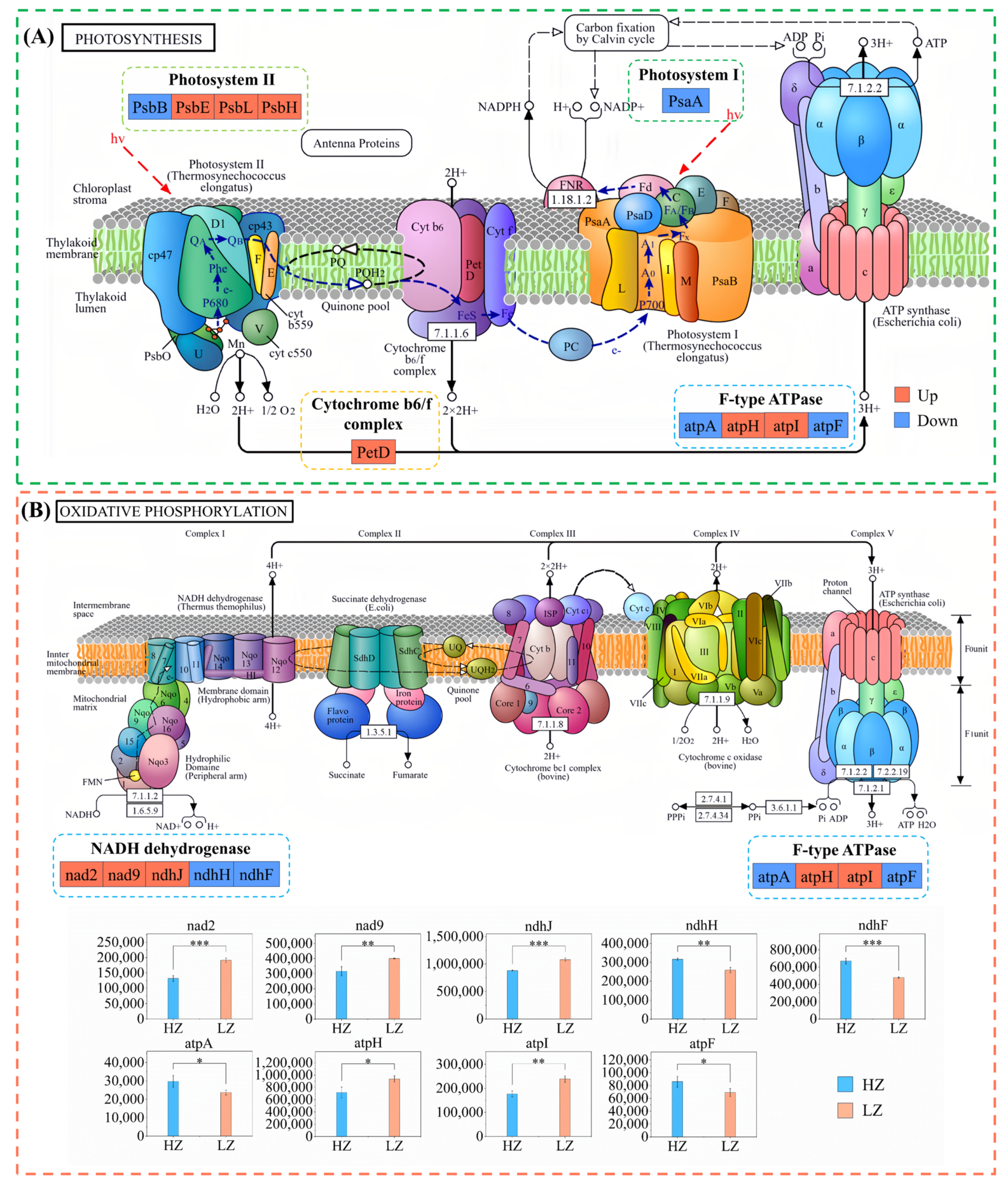 Ijms 26 04403 g006 Ijms 26 04403 g006