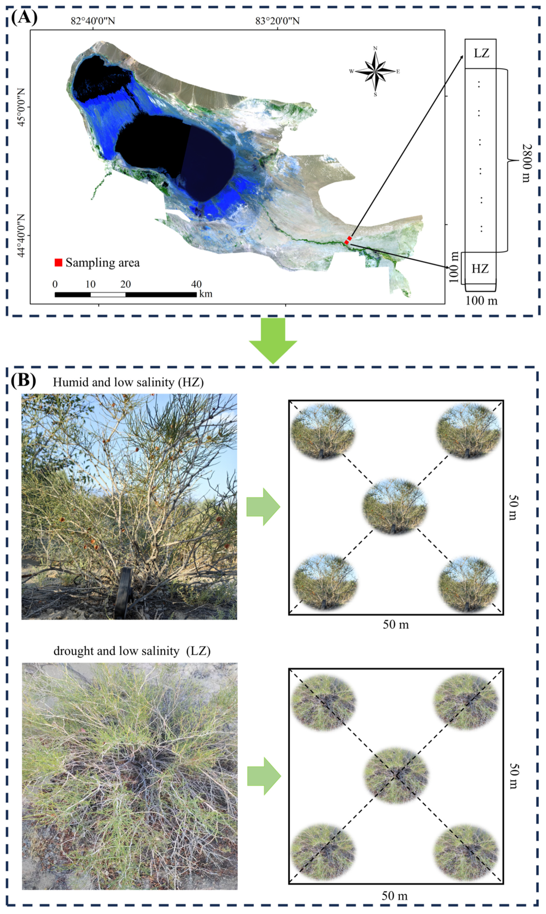 Ijms 26 04403 g007 Ijms 26 04403 g007