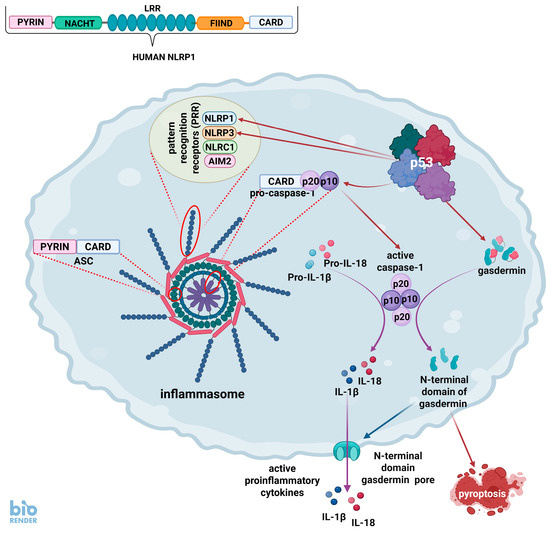 Antibacterial Activity of the p53 Tumor Suppressor Protein—How Strong ...