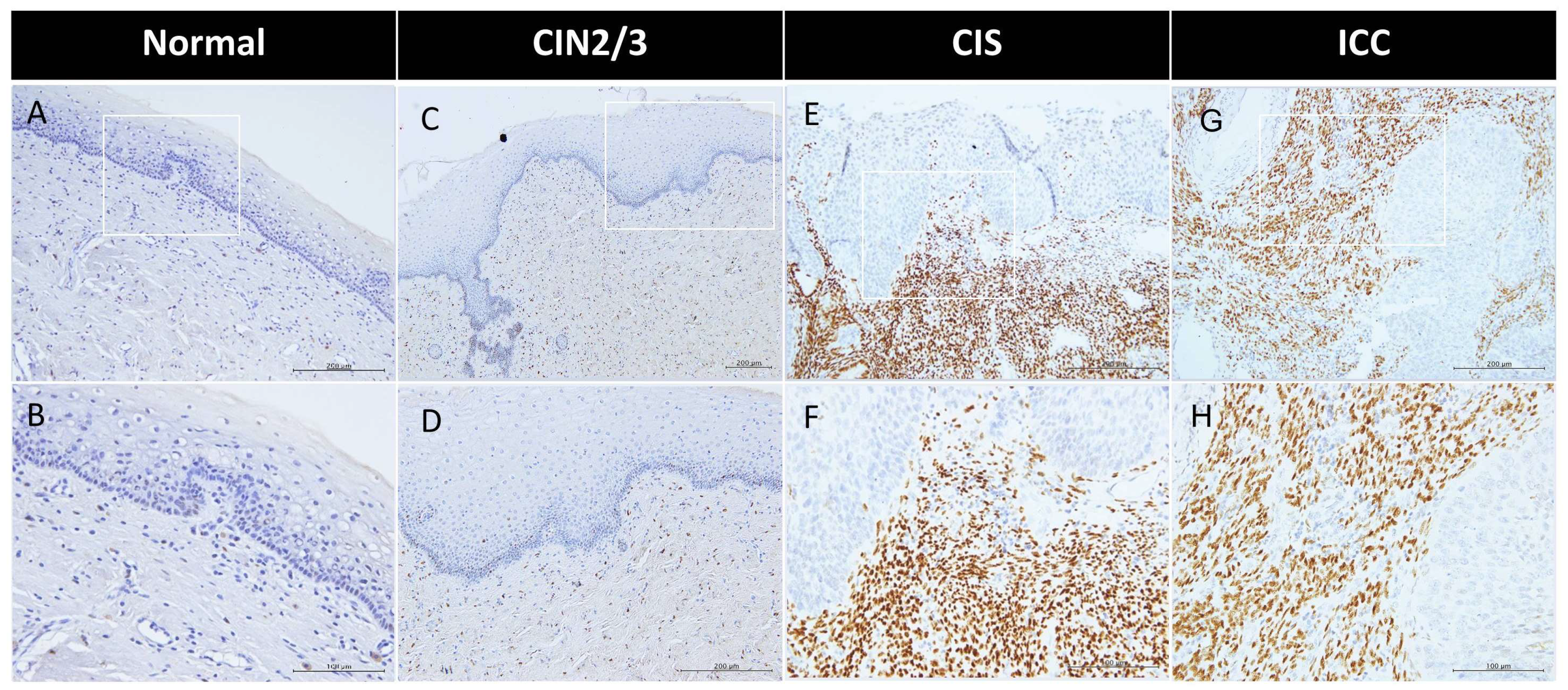 Ijms 26 04418 g001 Ijms 26 04418 g001