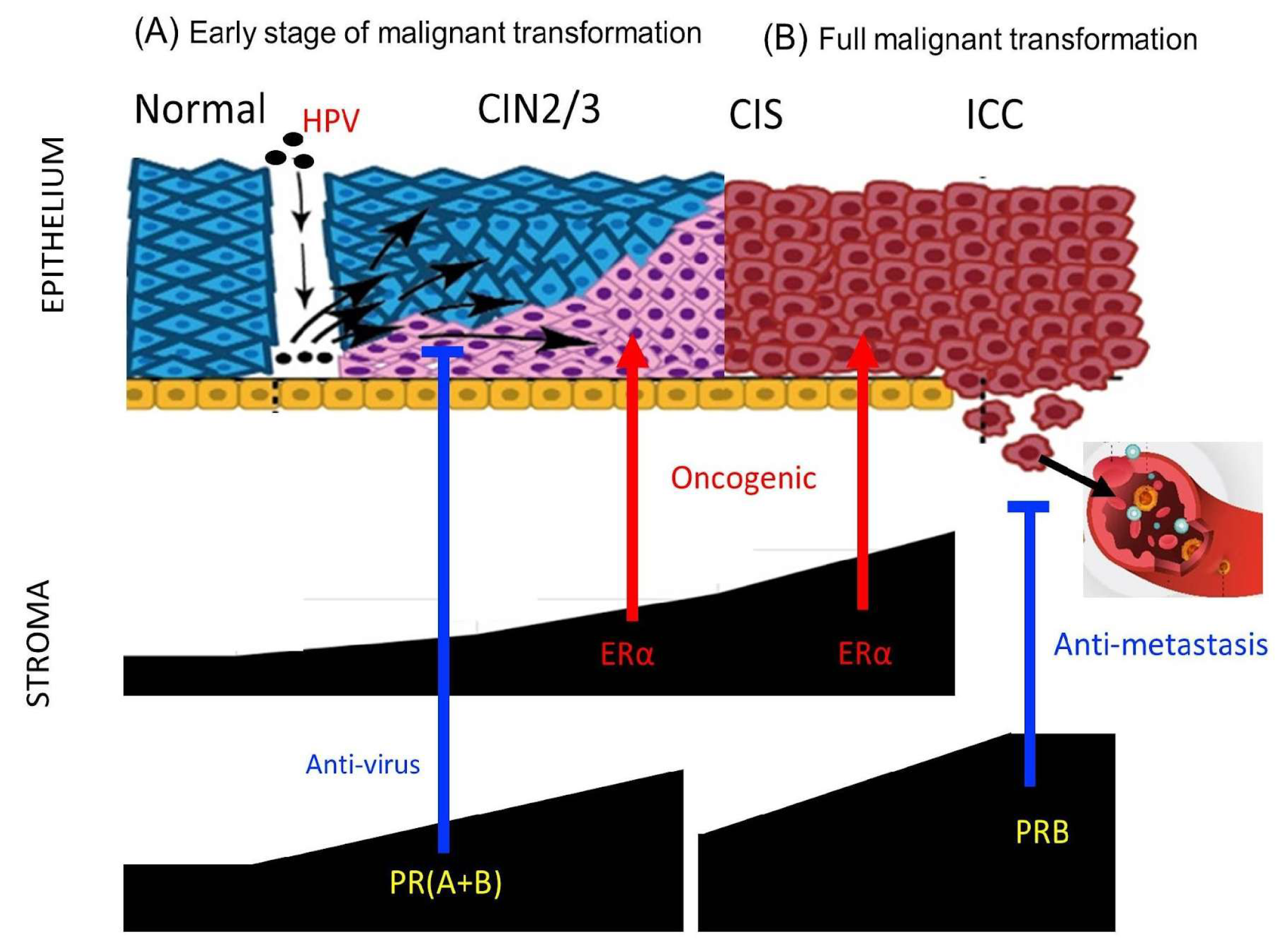 Ijms 26 04418 g007 Ijms 26 04418 g007