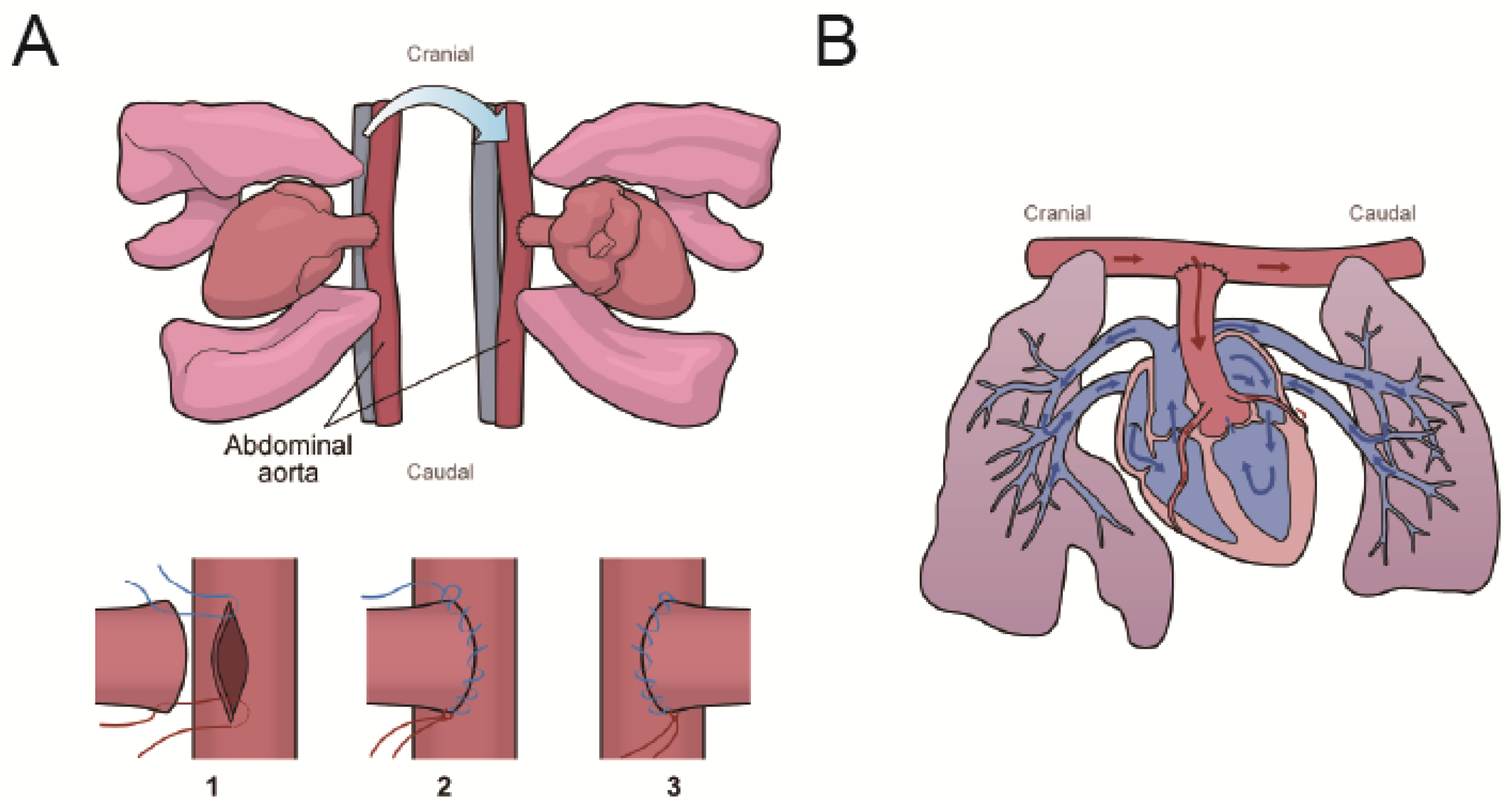 Ijms 26 04422 g007 Ijms 26 04422 g007
