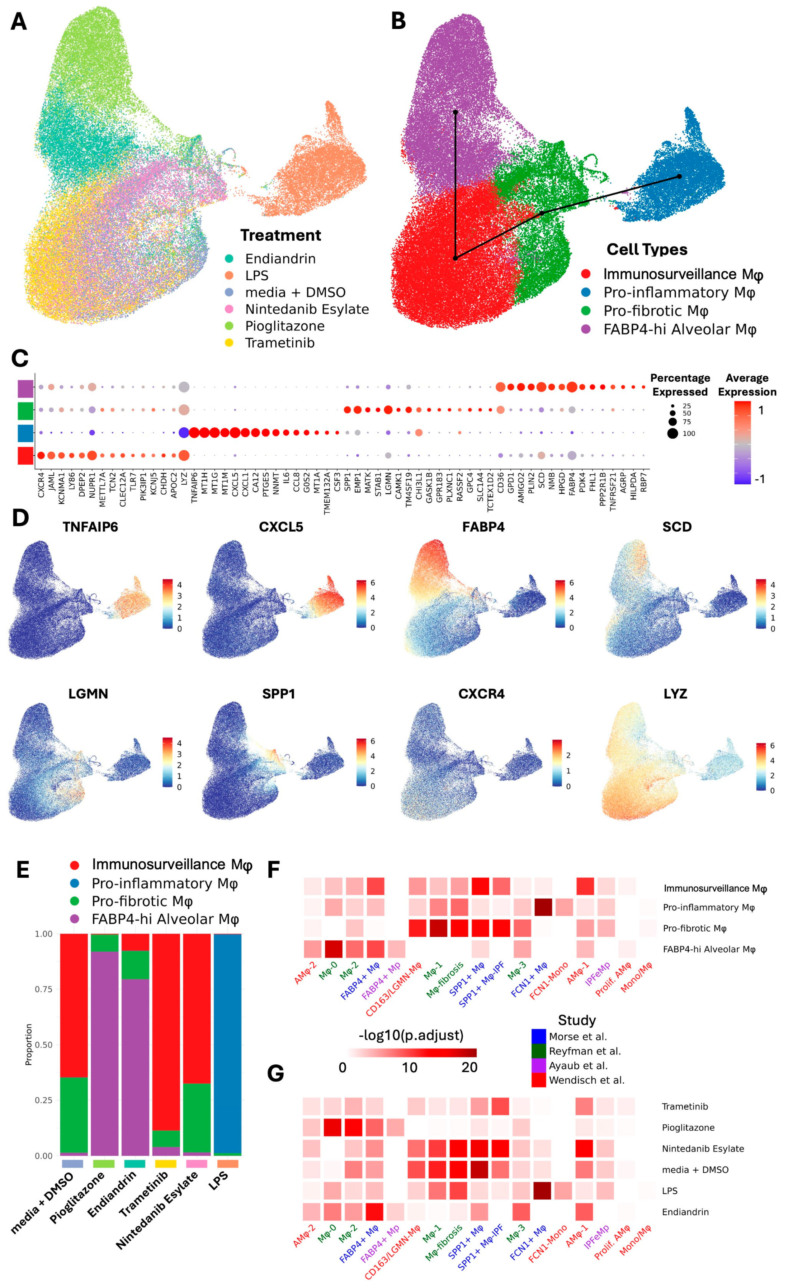 Transcriptomic Plasticity of Human Alveolar Macrophages