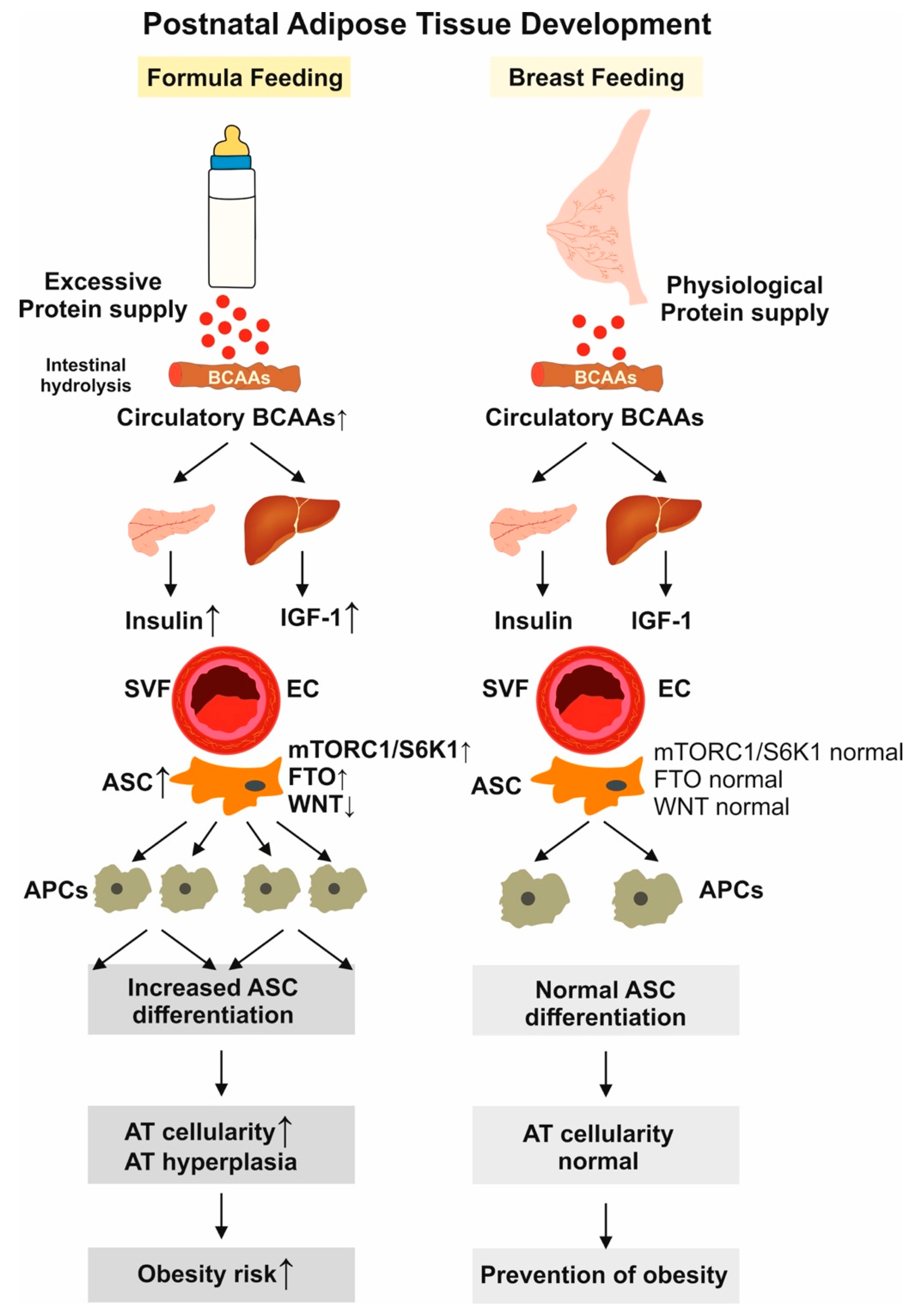 Dynamics of bacterial and archaeal communities during horse