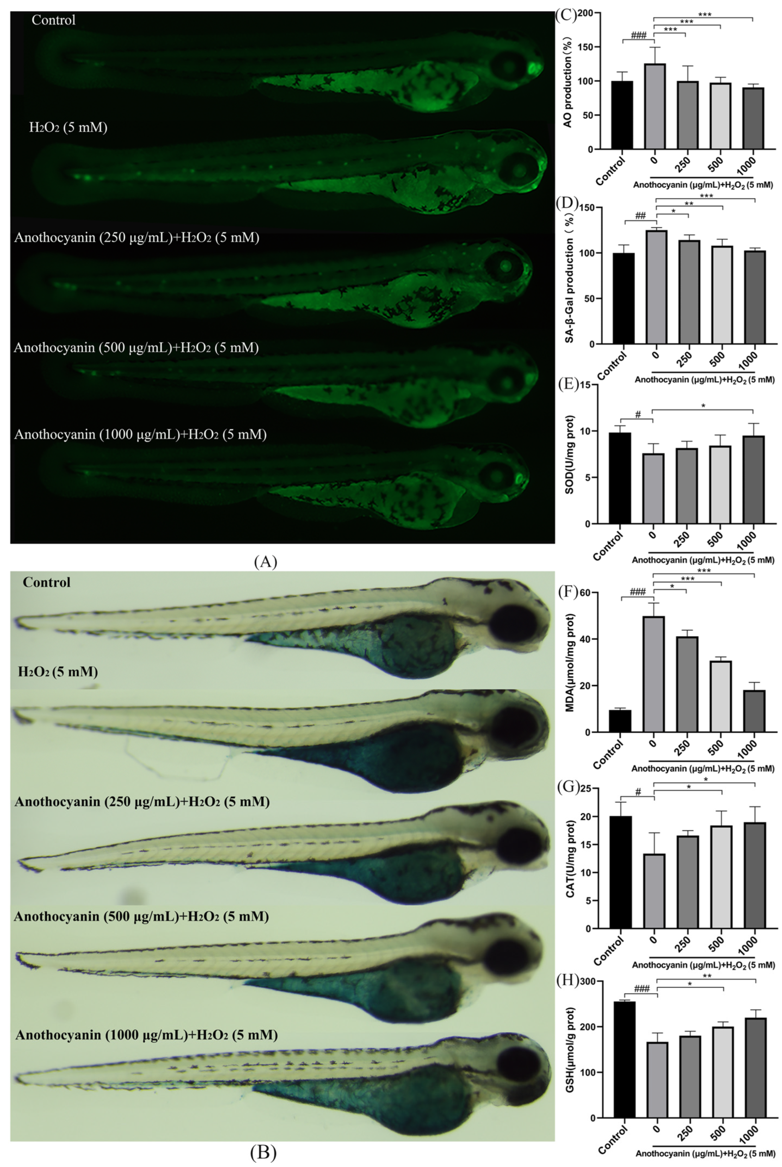 Ijms 26 04510 g004 Ijms 26 04510 g004