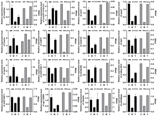 Lycium ruthenicum Murray Anthocyanins Alleviate Aging Through