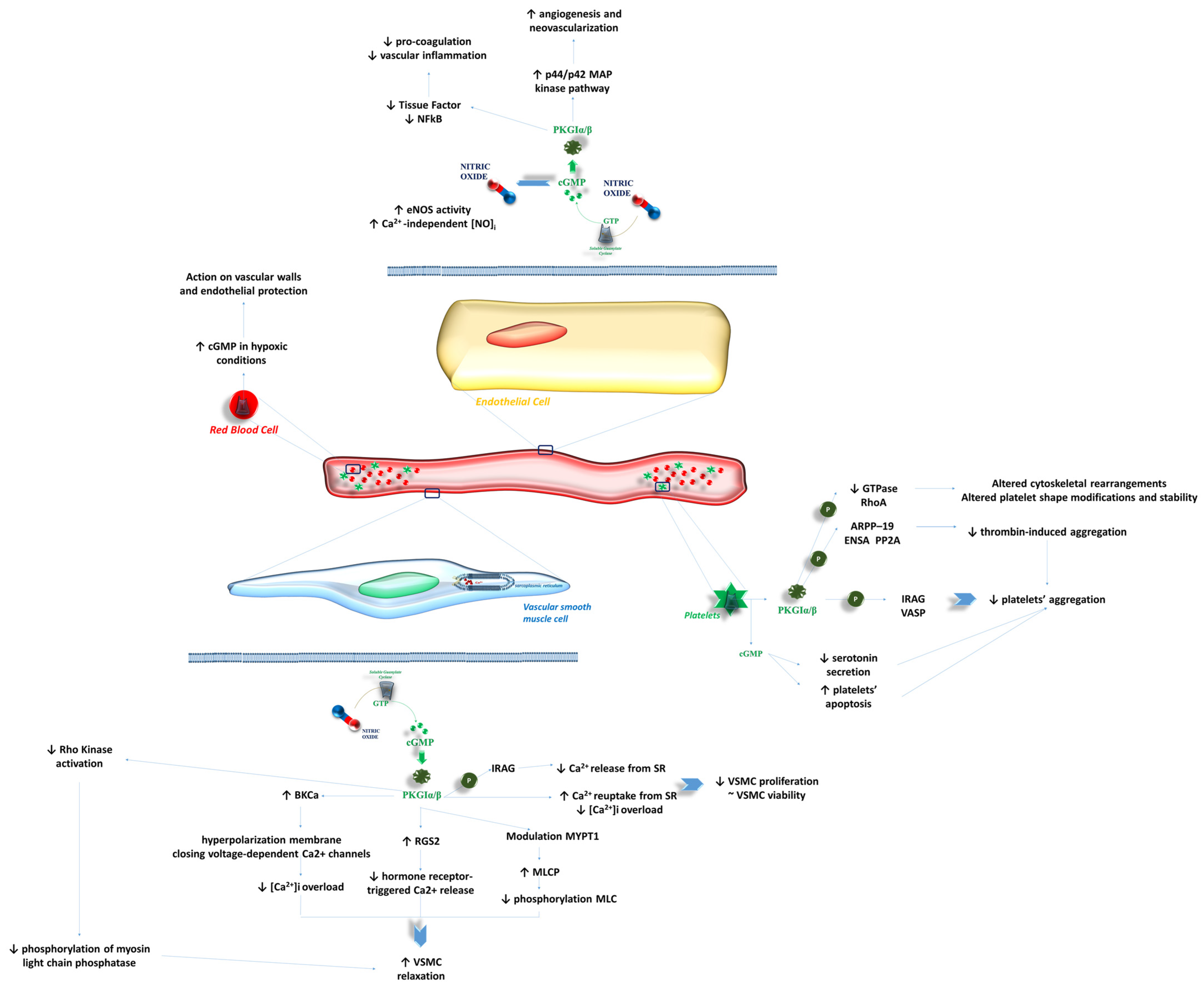 Influence of Soluble Guanylate Cyclase on Cardiac, Vascular