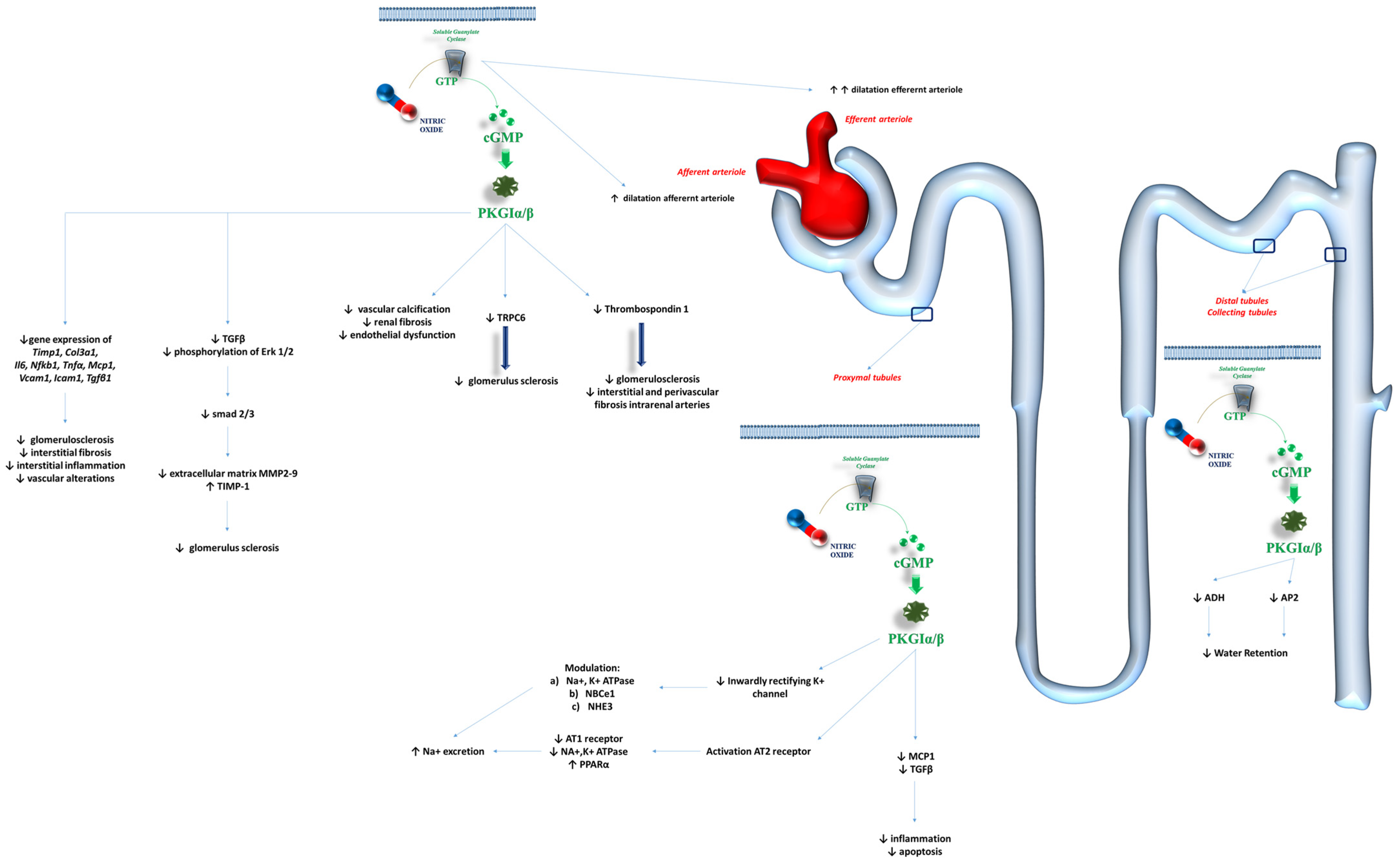 Ijms 26 04550 g003 Ijms 26 04550 g003