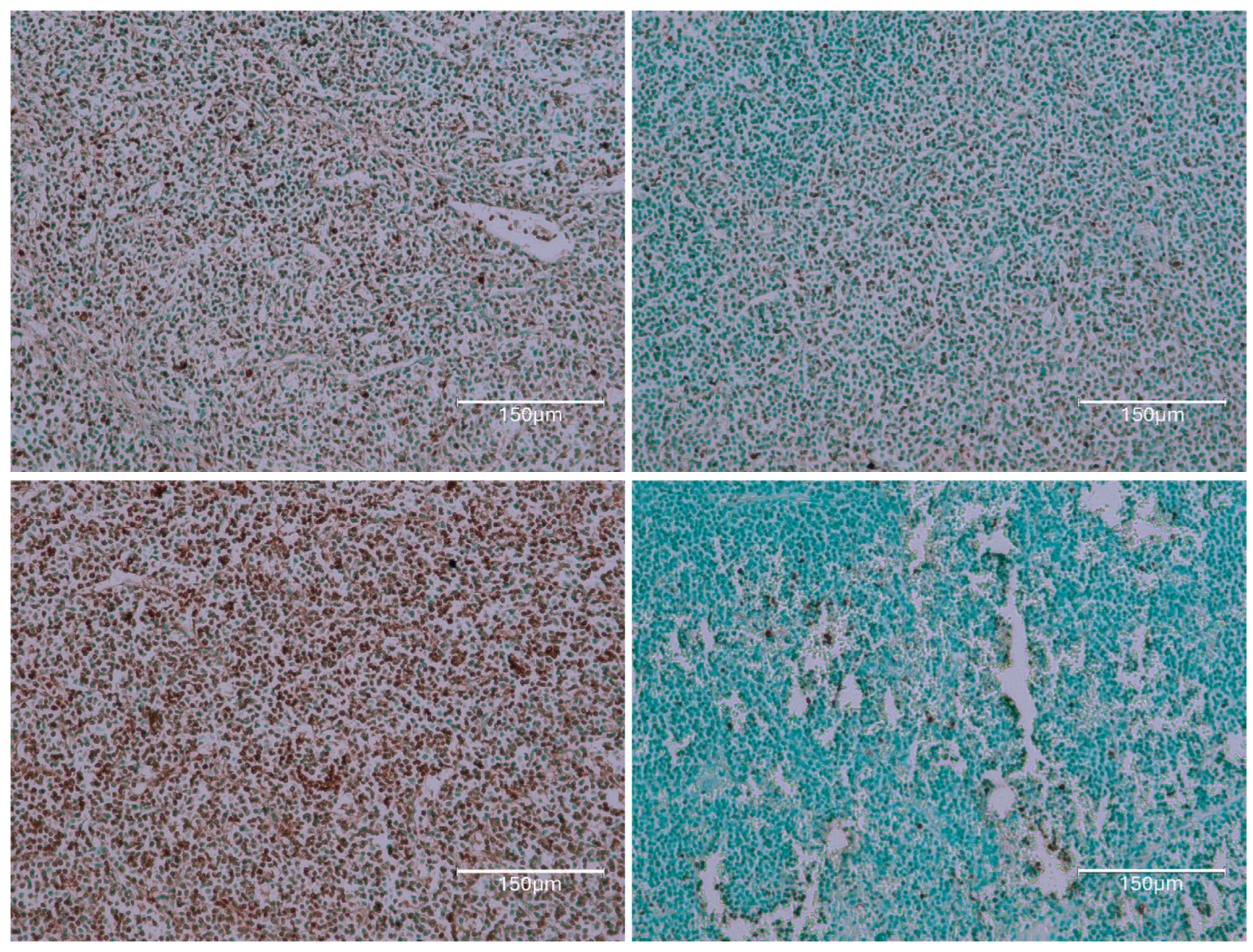 Ijms 26 04553 g002 Ijms 26 04553 g002