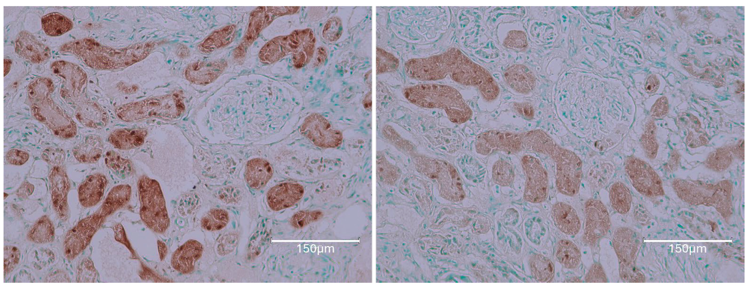 Ijms 26 04553 g004 Ijms 26 04553 g004