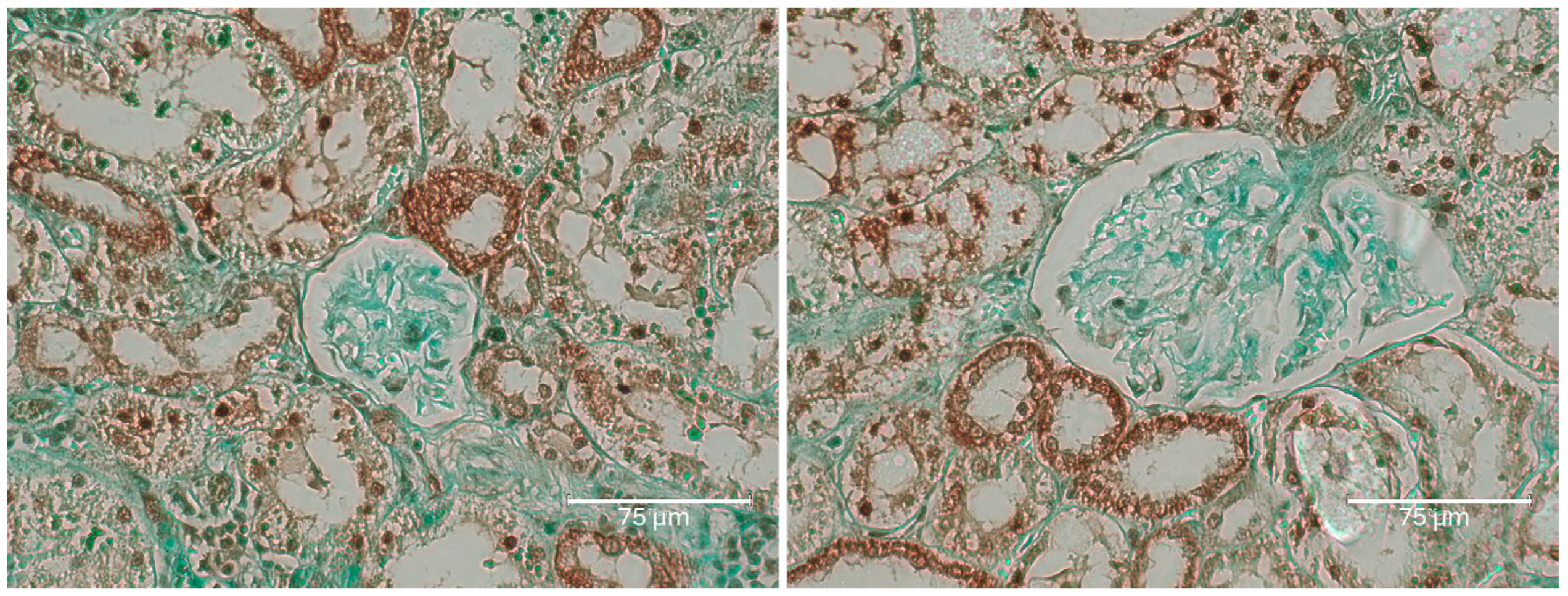 Ijms 26 04553 g005 Ijms 26 04553 g005