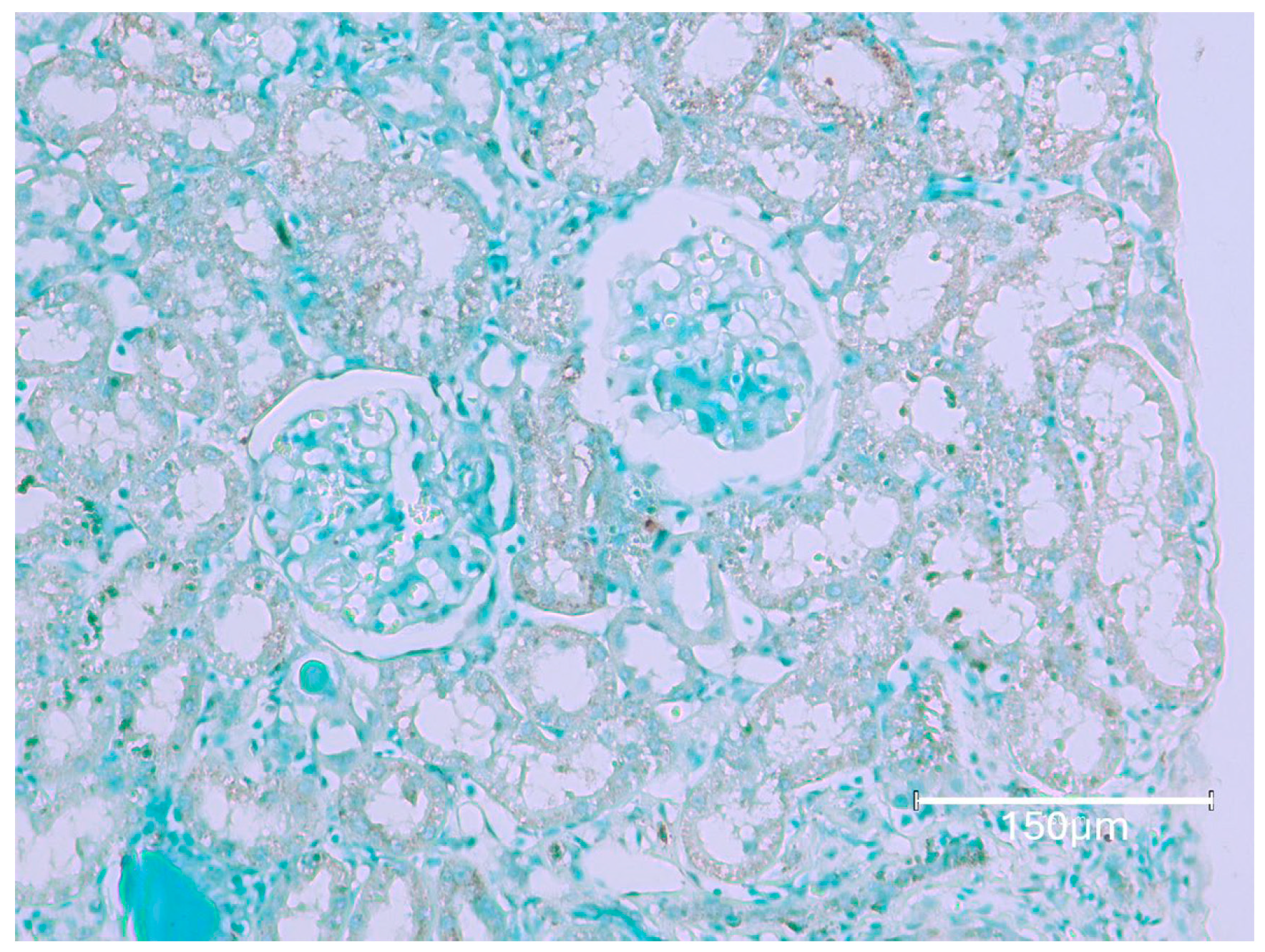 Ijms 26 04553 g007 Ijms 26 04553 g007