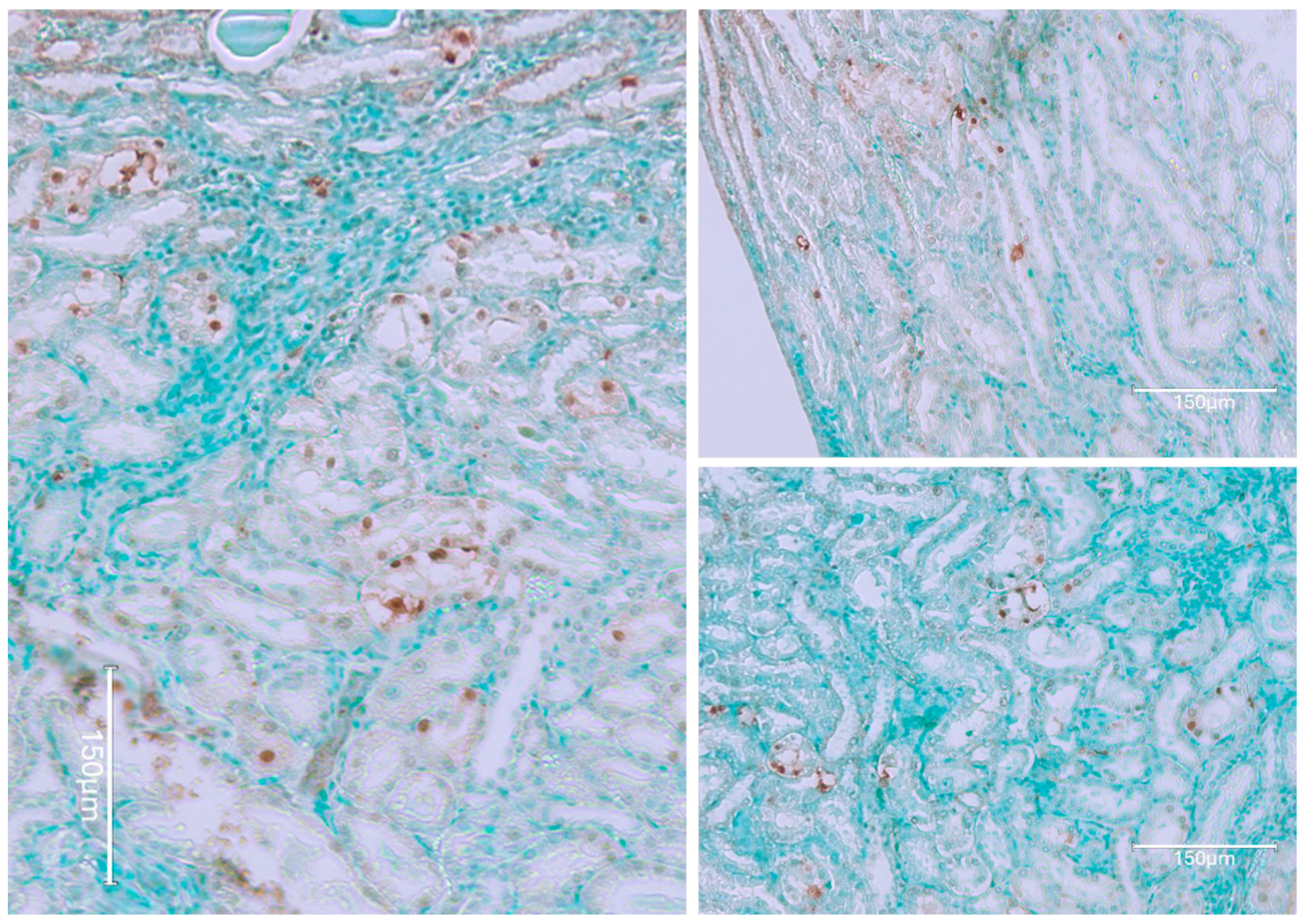 Ijms 26 04553 g008 Ijms 26 04553 g008