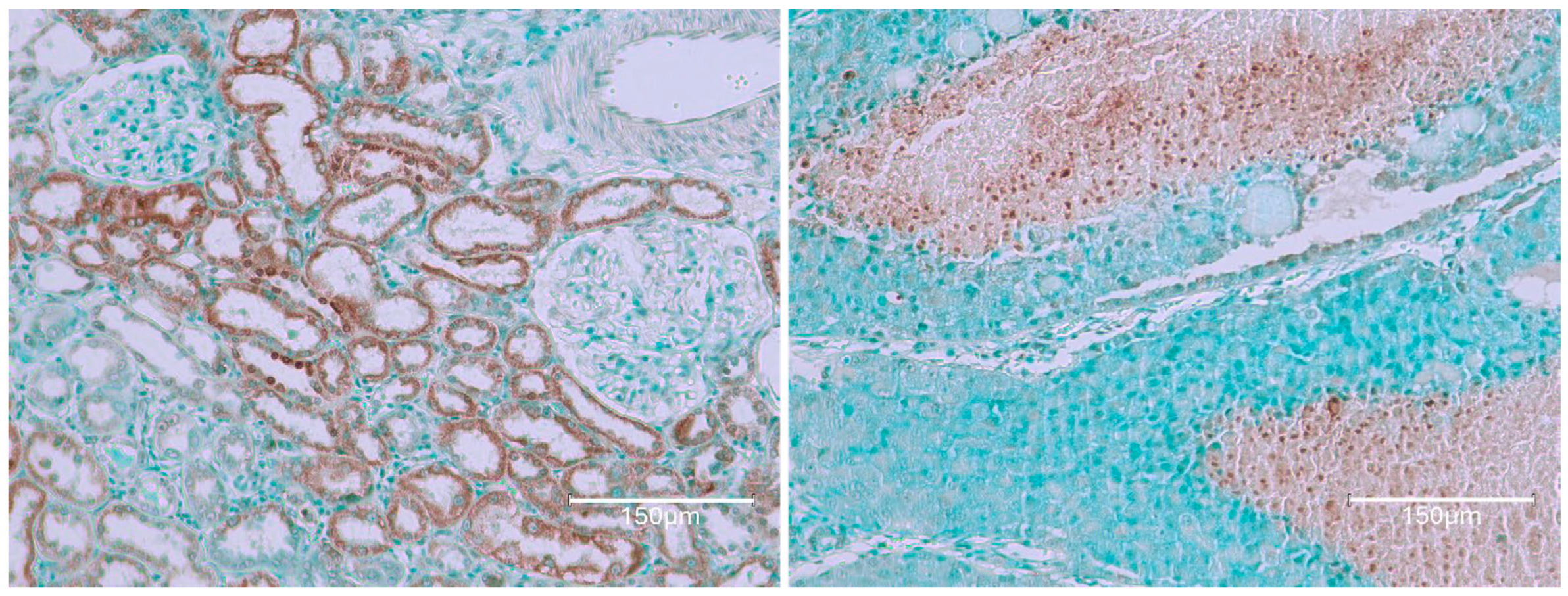 Ijms 26 04553 g010 Ijms 26 04553 g010