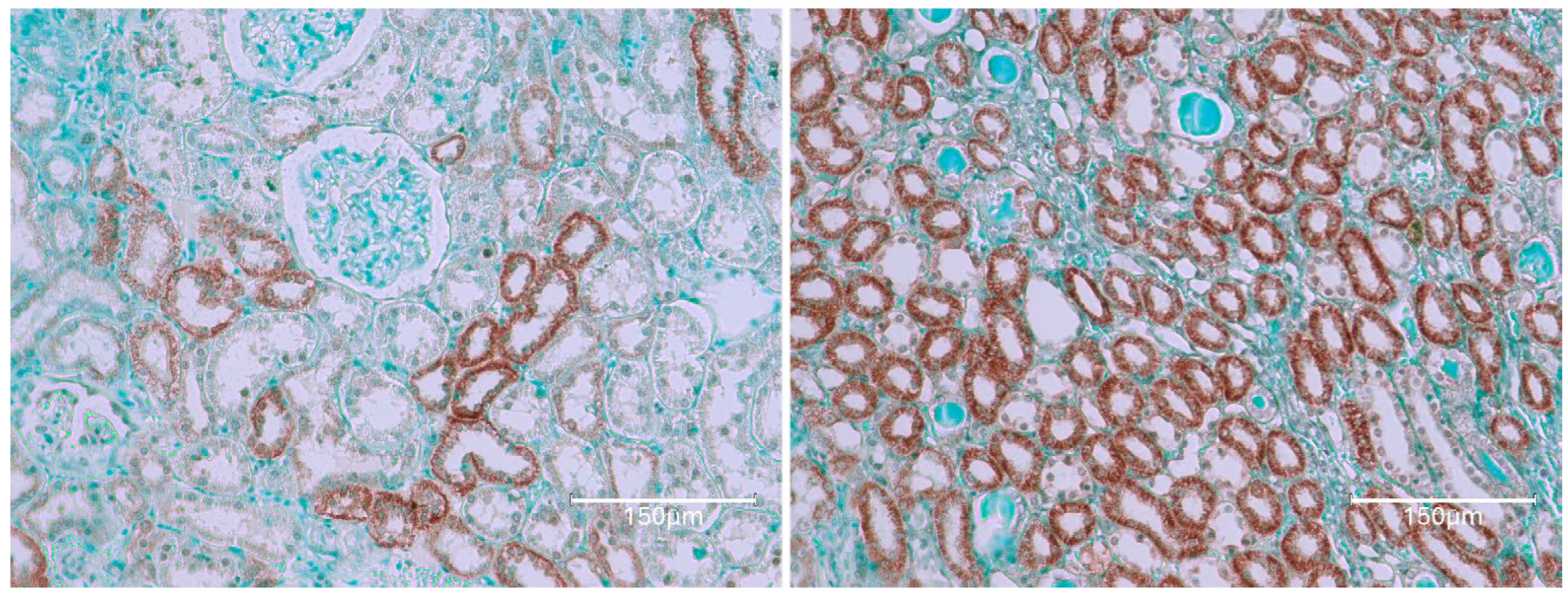 Ijms 26 04553 g011 Ijms 26 04553 g011