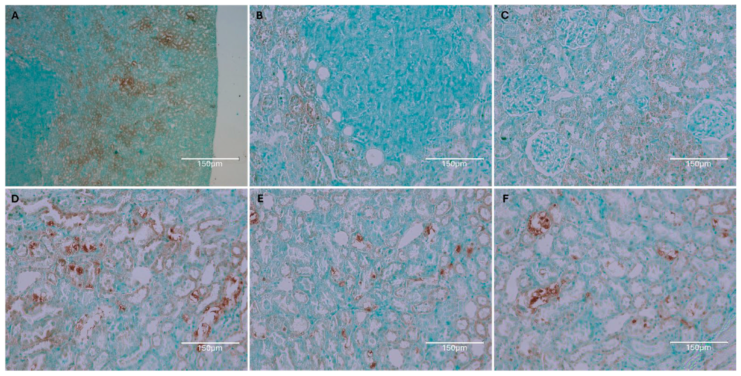 Ijms 26 04553 g012 Ijms 26 04553 g012