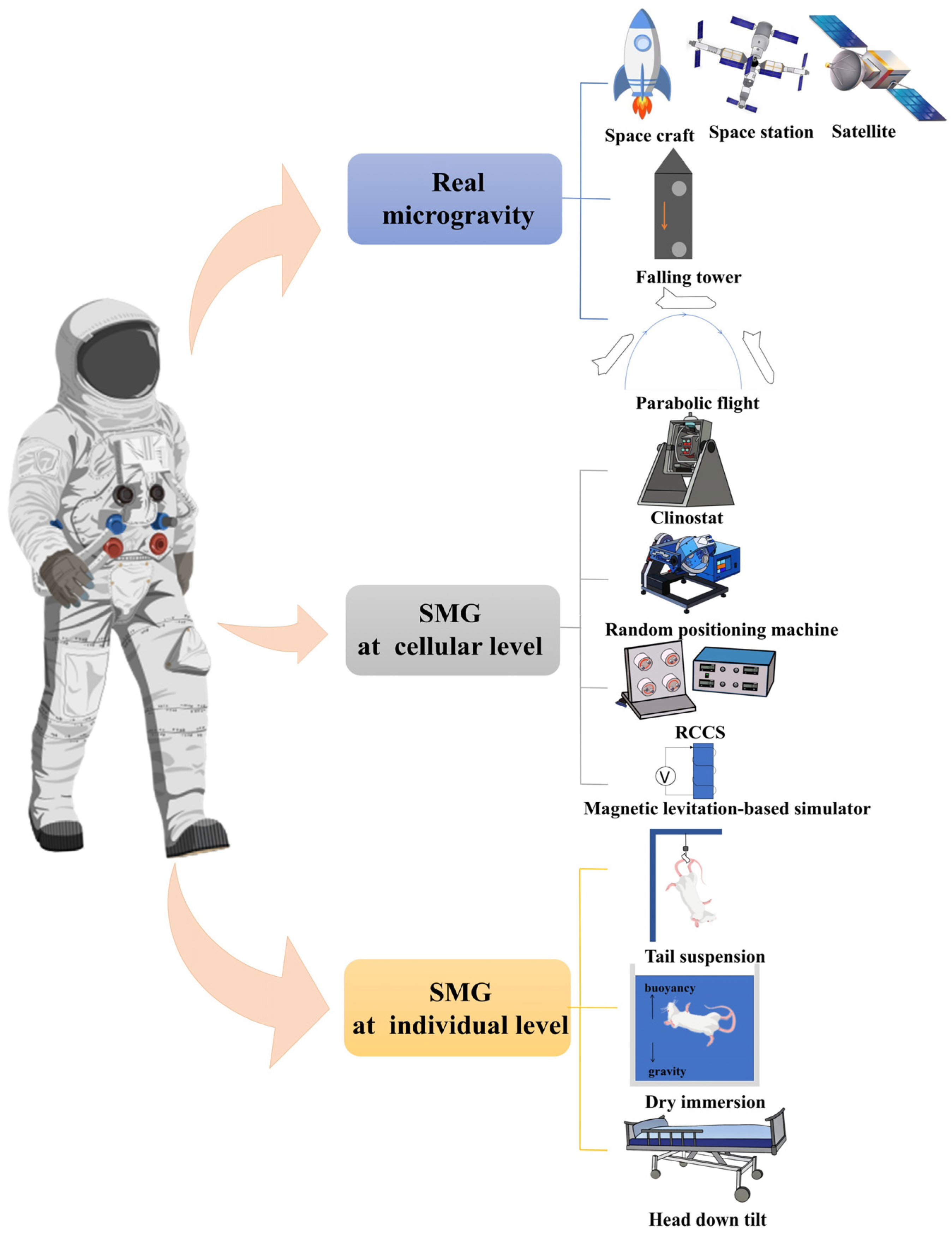 Ijms 26 04583 g001 Ijms 26 04583 g001