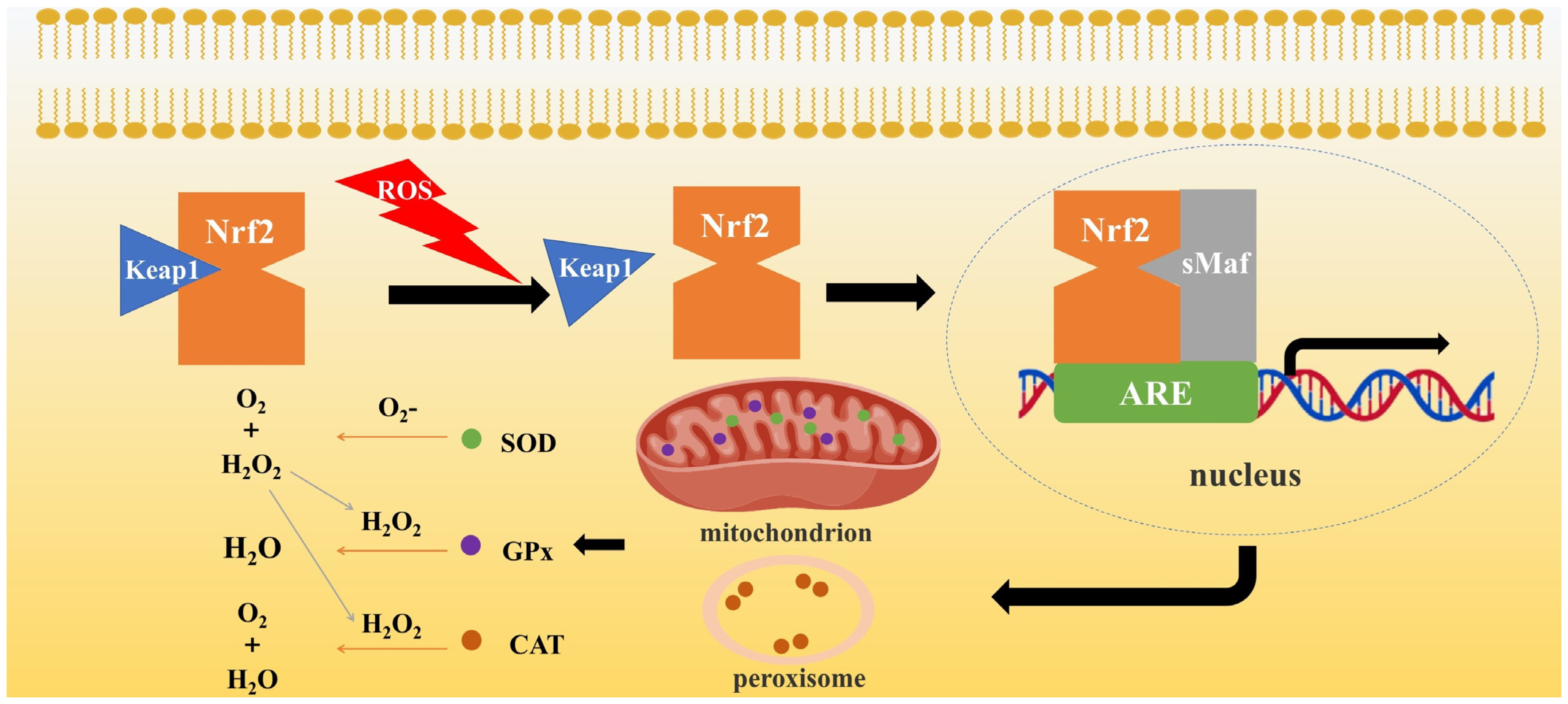 Ijms 26 04583 g003 Ijms 26 04583 g003