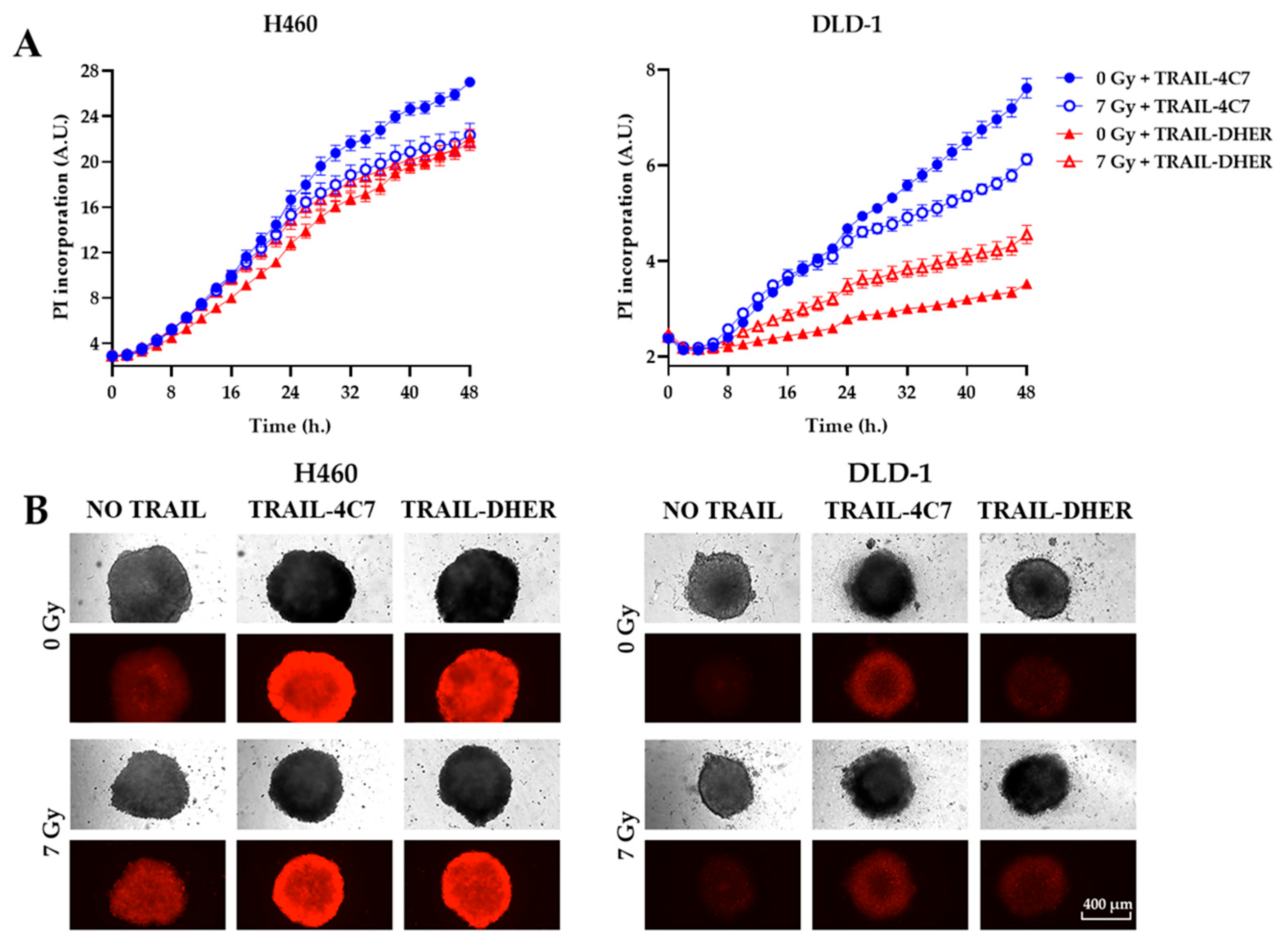 Ijms 26 04635 g003 Ijms 26 04635 g003