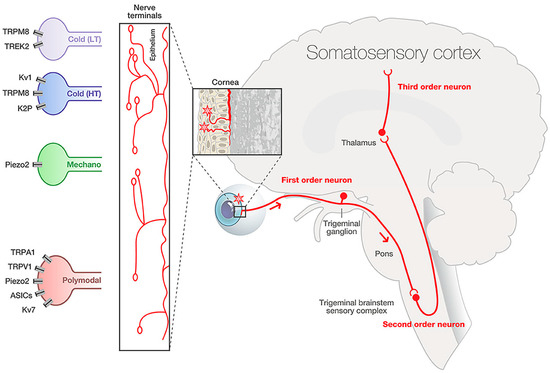 その他 smile-w- Corneal Sensory Receptors and Pharmacological Therapies to