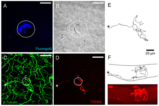 Corneal Sensory Receptors and Pharmacological Therapies to